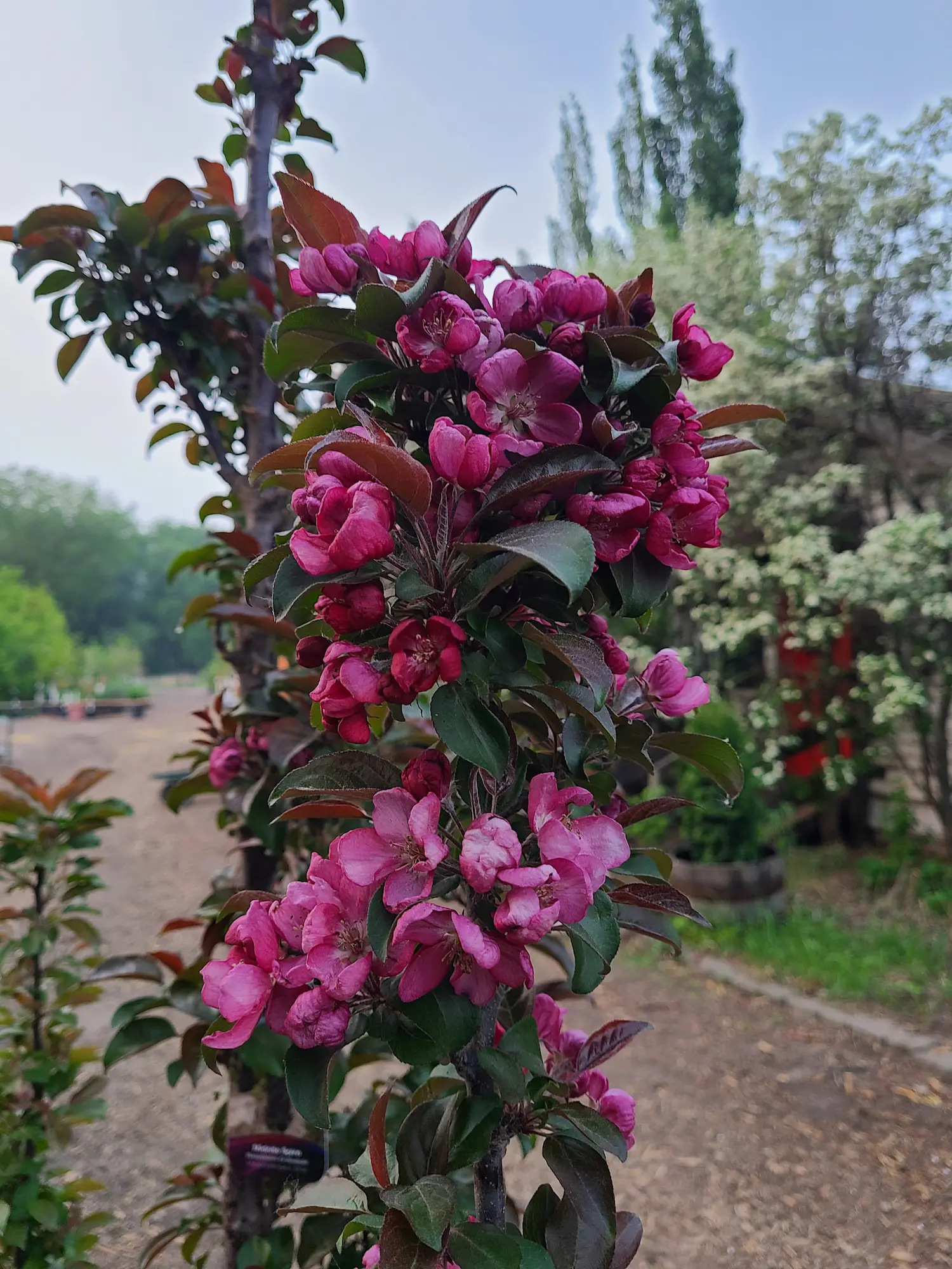 Midnite Spire Rosybloom Crabapple - Image 2