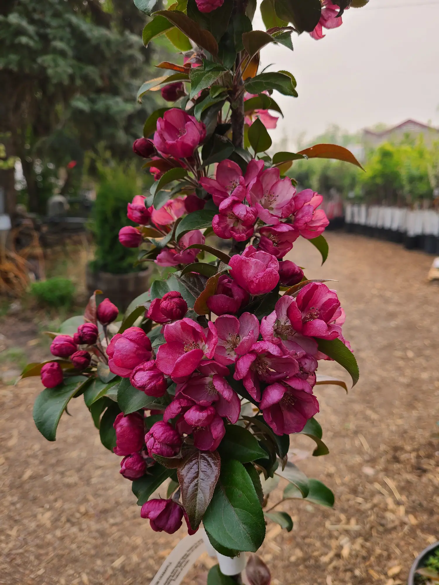 Midnite Spire Rosybloom Crabapple