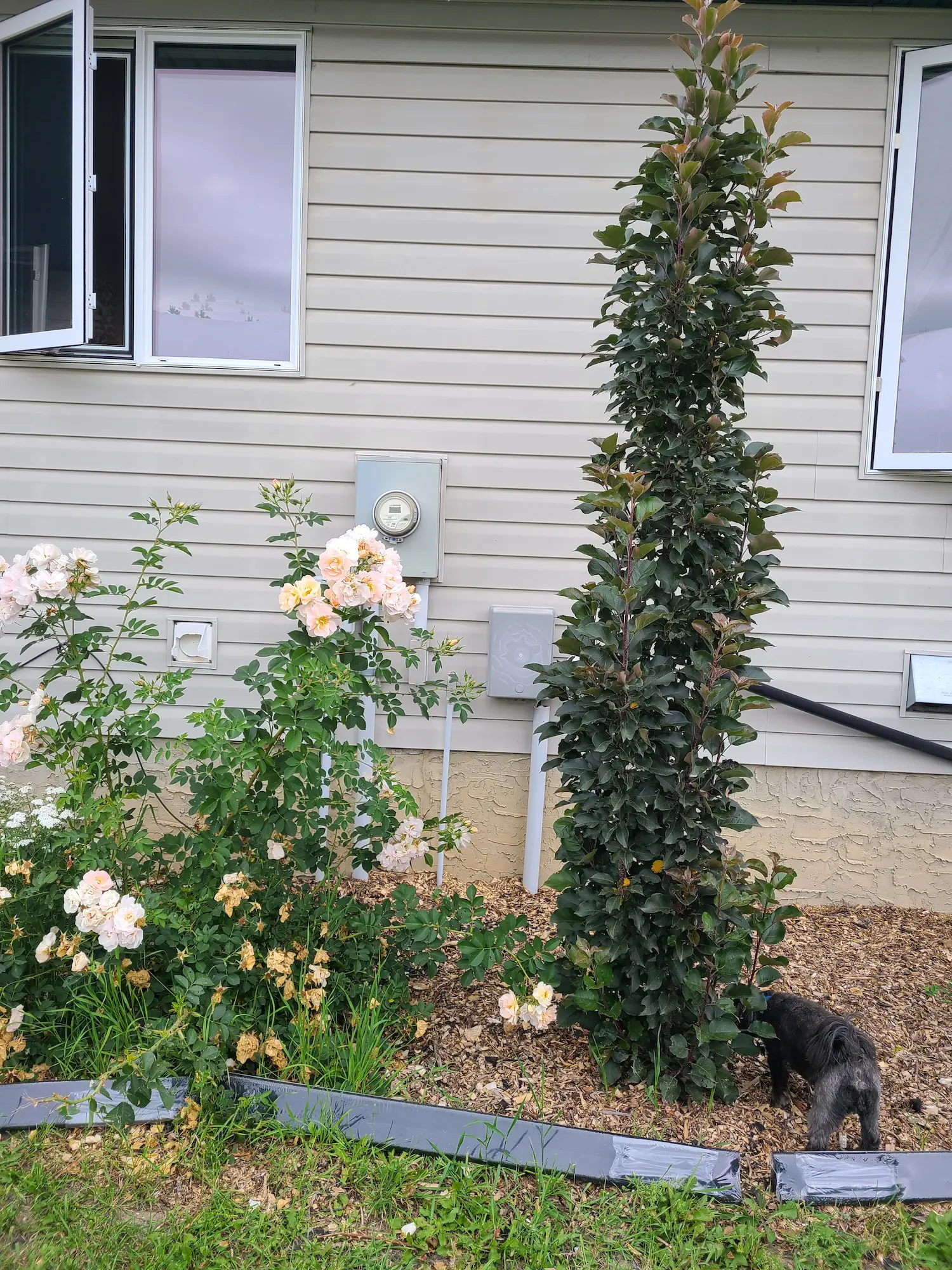 Midnite Spire Rosybloom Crabapple - Image 3