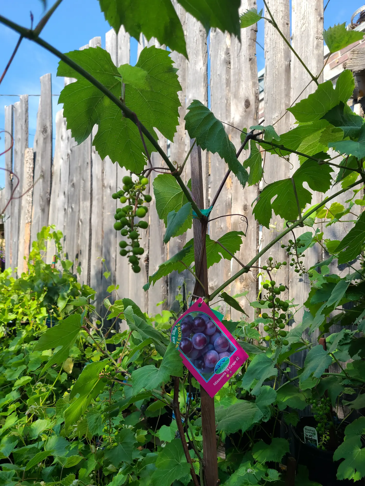 Minnesota #78 Grape