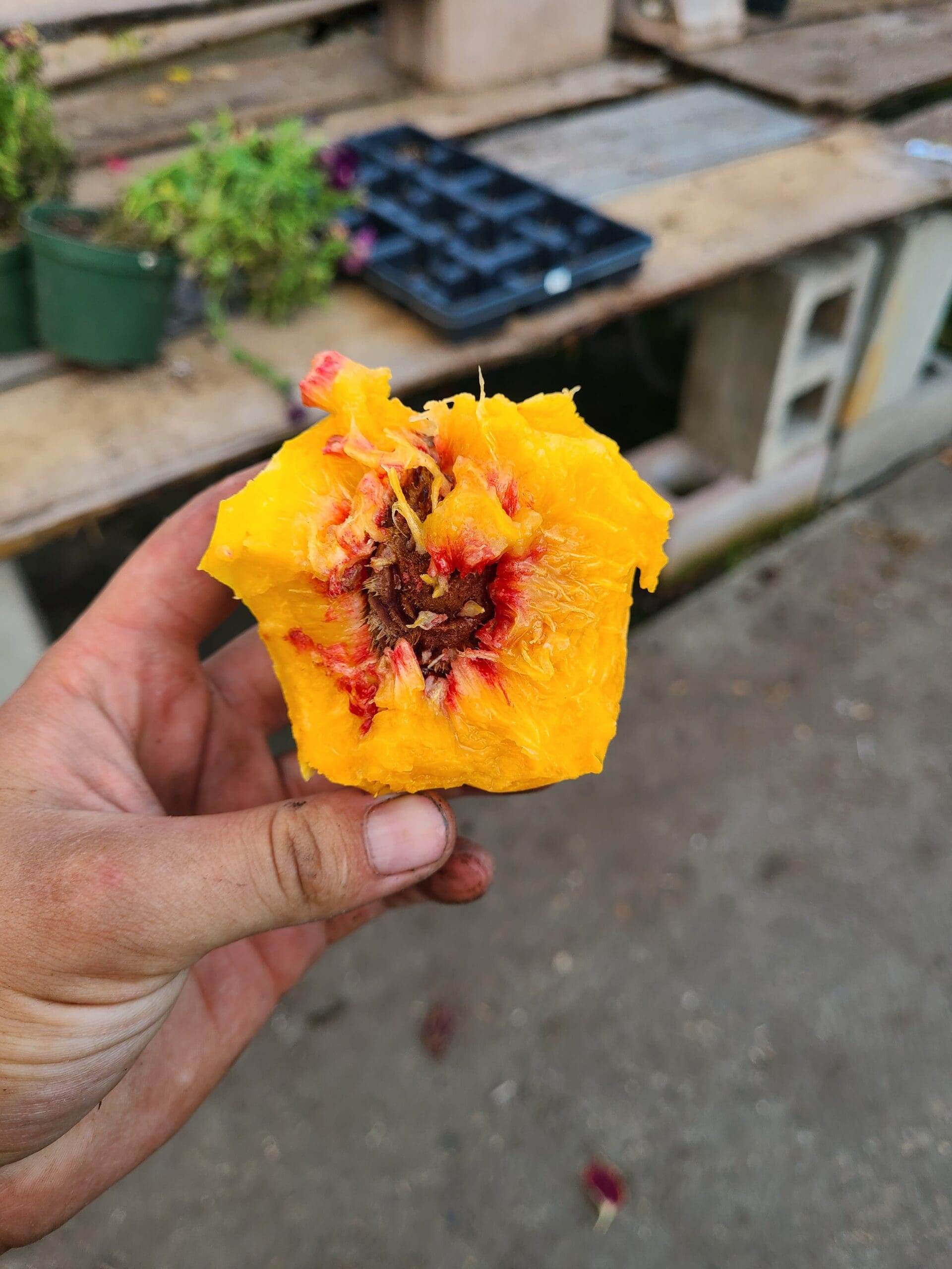 Golden Prolific Dwarf Nectarine - Image 2