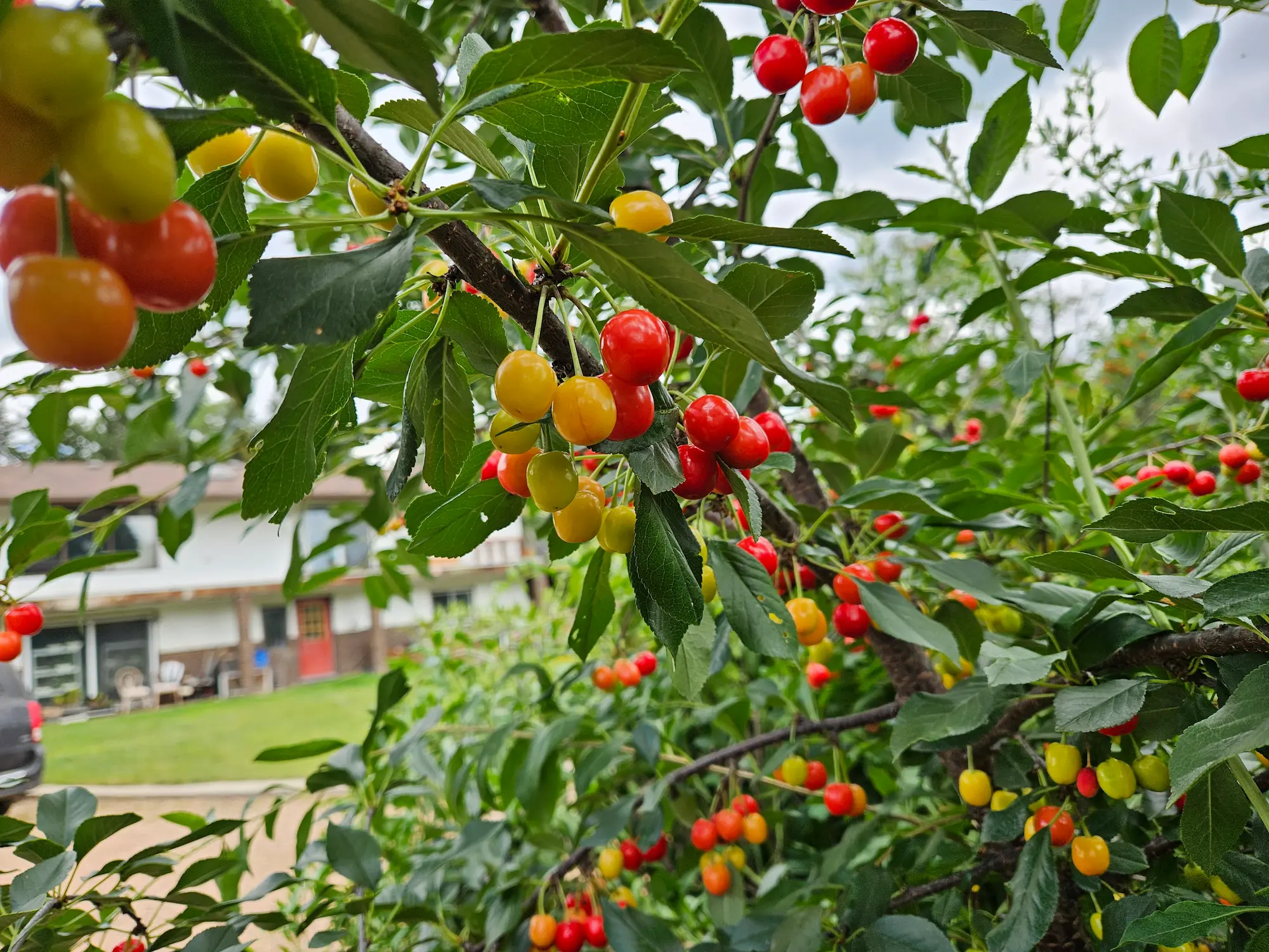 Farmer's Fields Orchard Package - Image 5