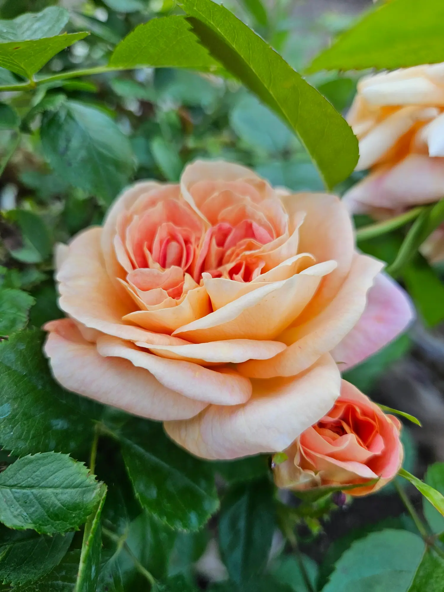 Featured image for “Ornamental Shrubs”