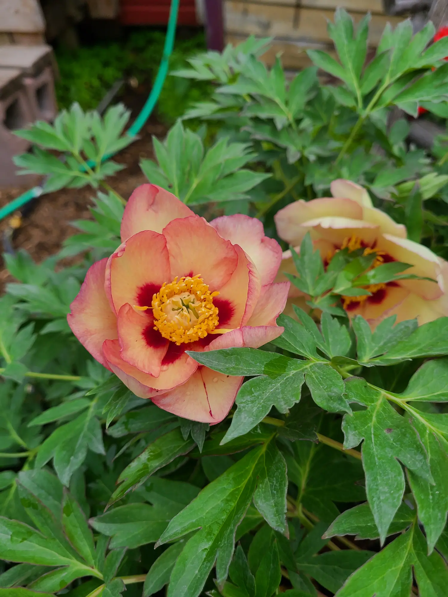Pastel Splendor Itoh Peony - Image 2