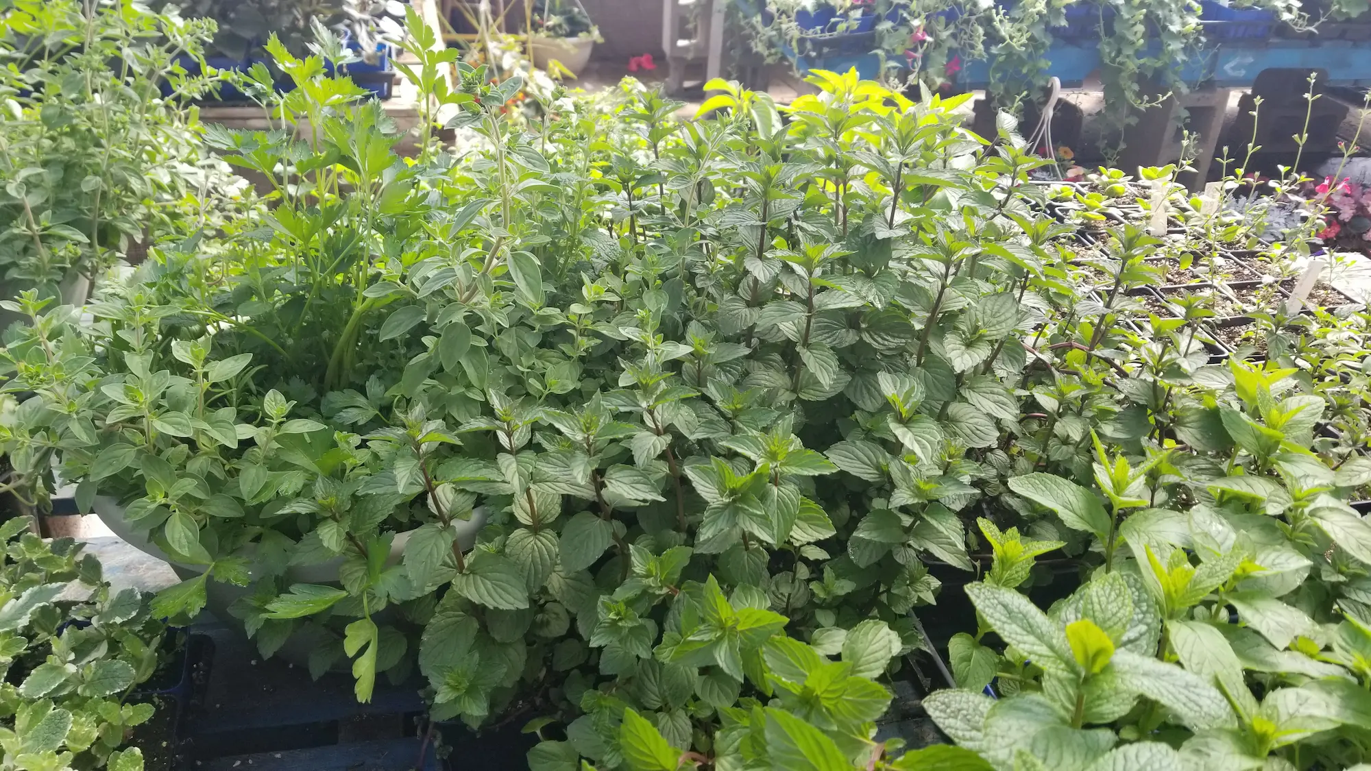Chocolate Mint