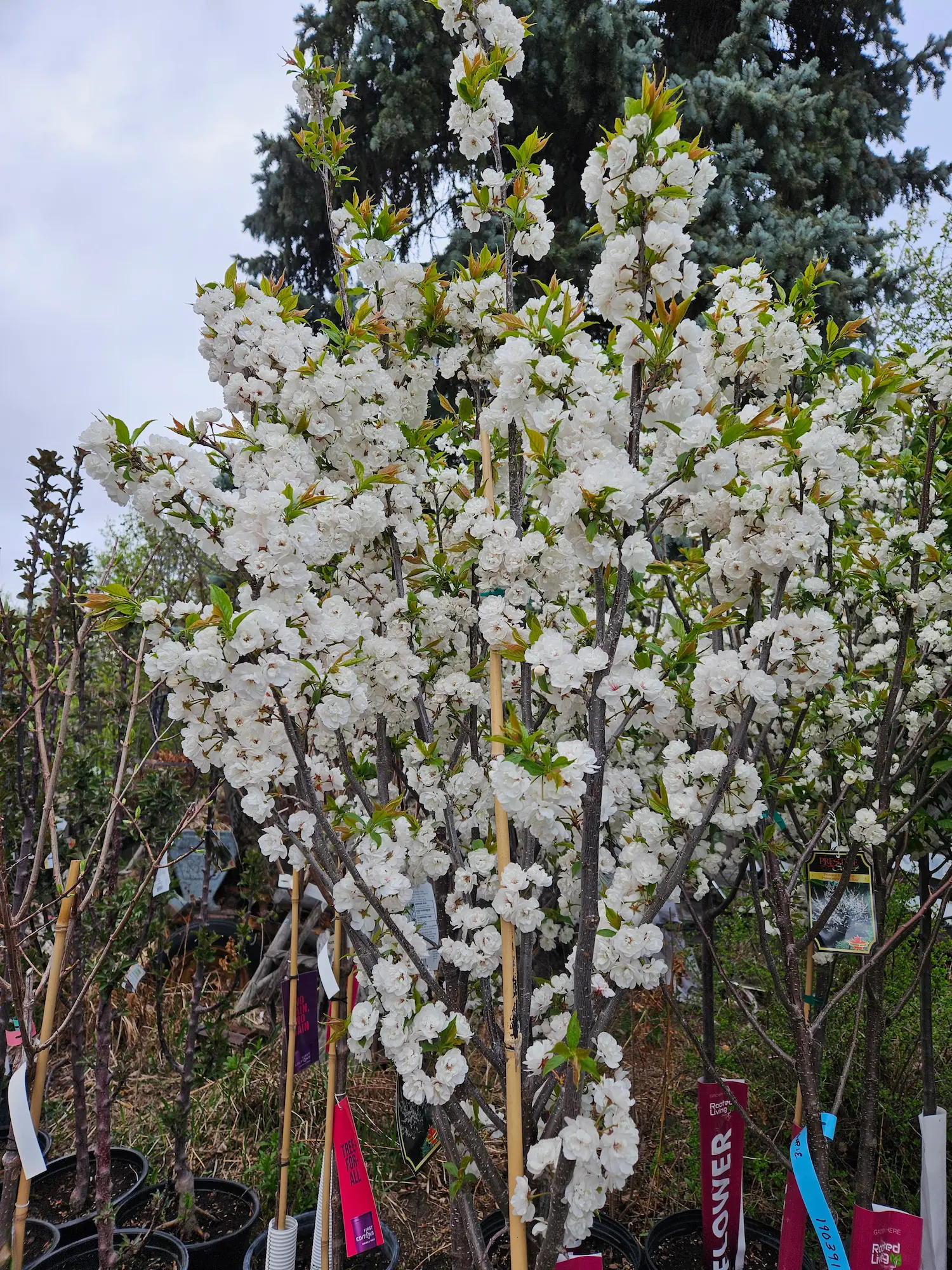 Princess Kay Plum - Image 3