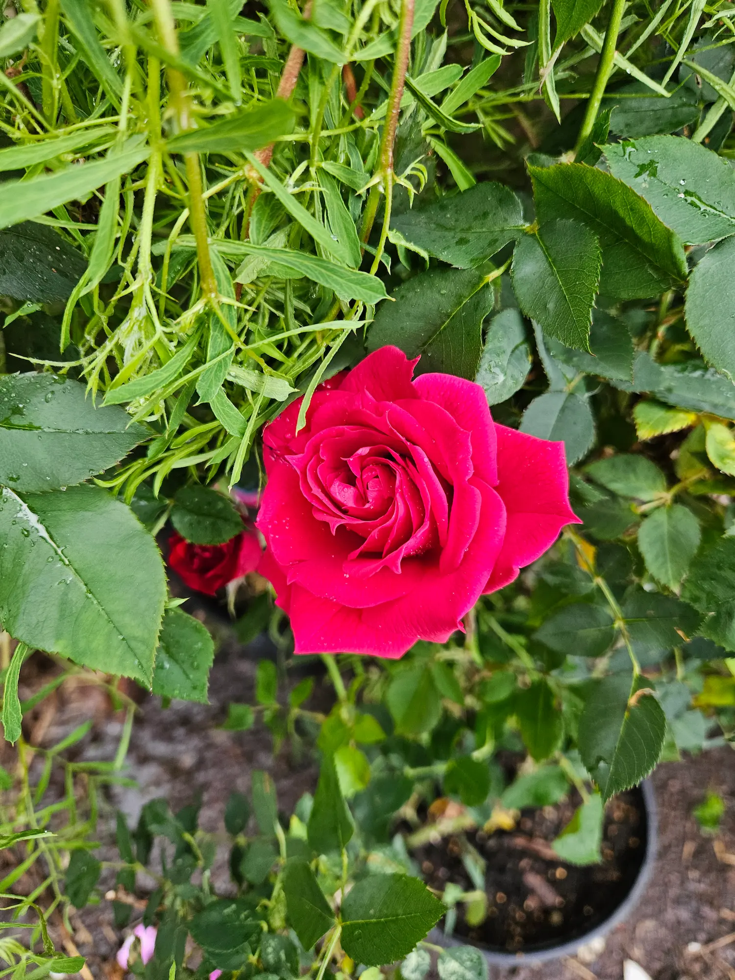 Featured image for “Ramblin’ Red Rose”