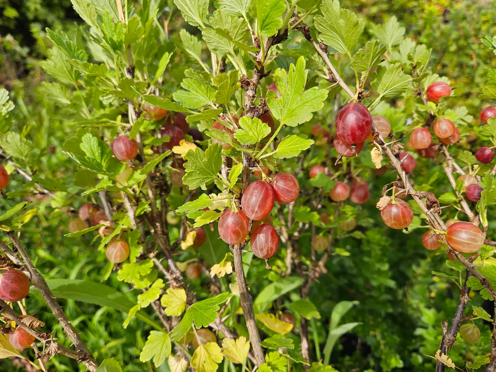 Whole Darn Acre Orchard Package - Image 7