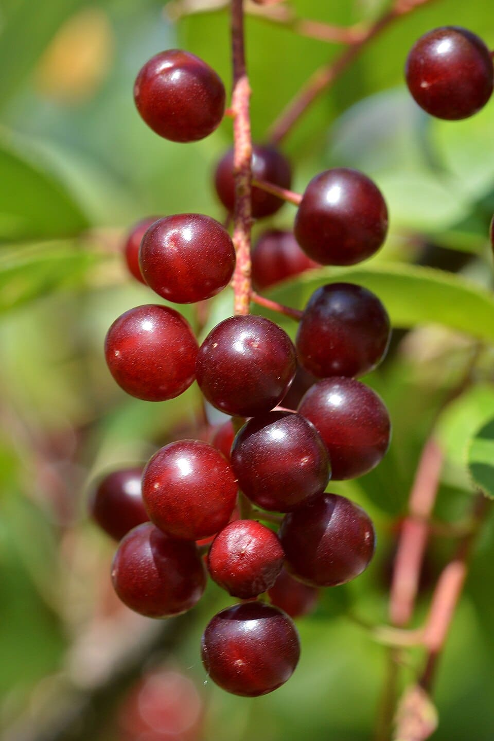 Featured image for “Robert Chokecherry”