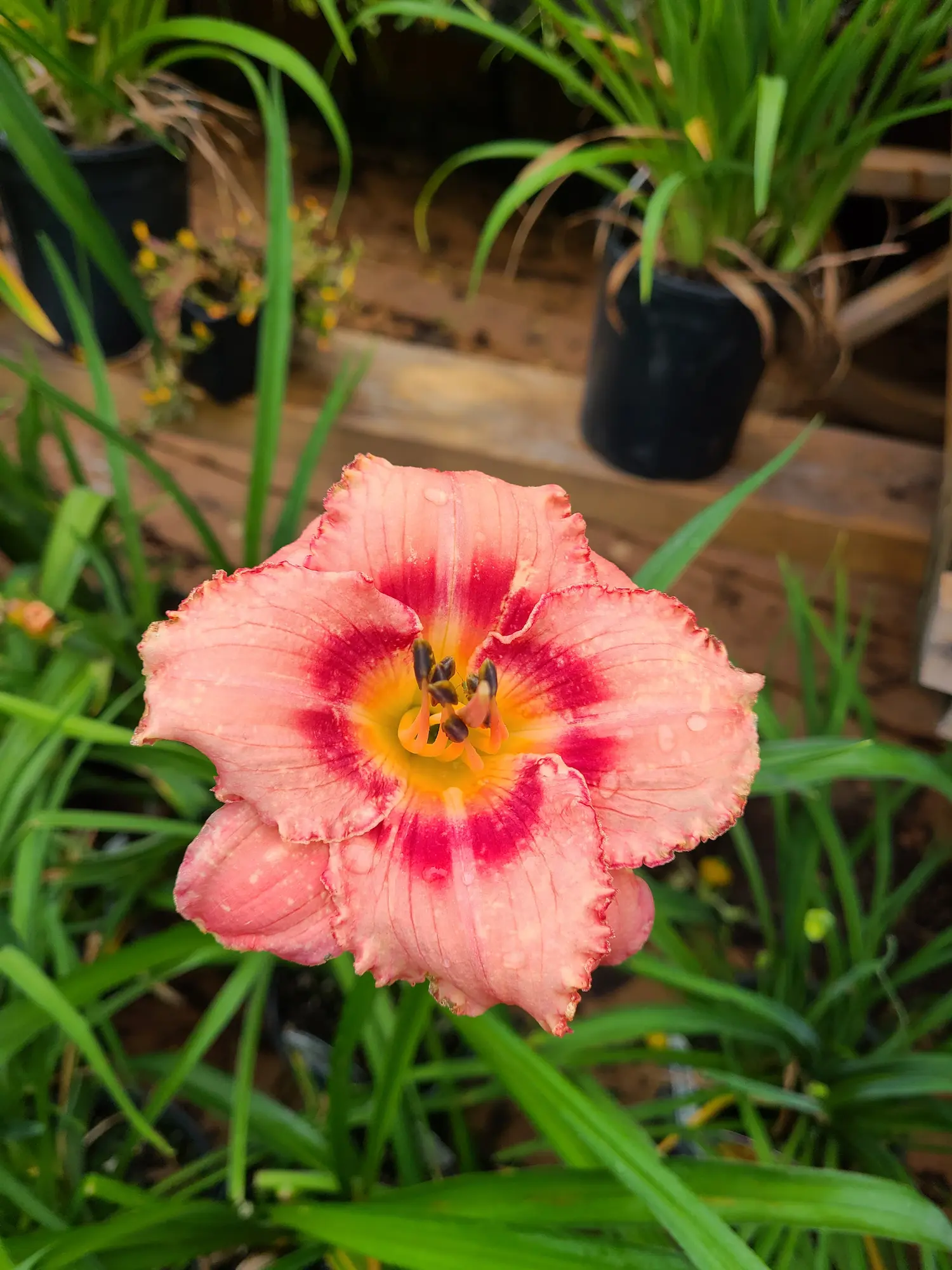 Rosy Returns Daylily