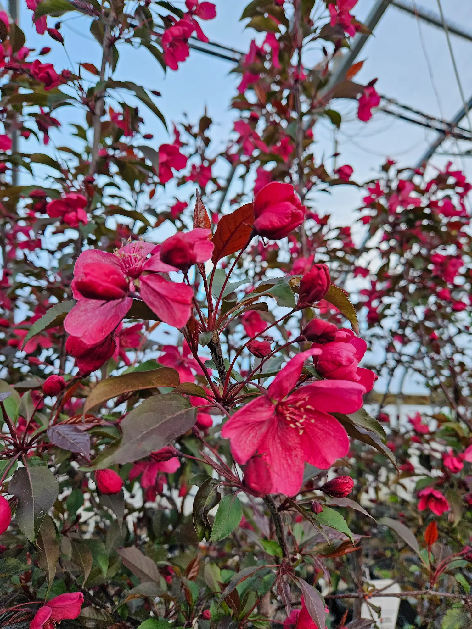 Royalty Flowering Crabapple