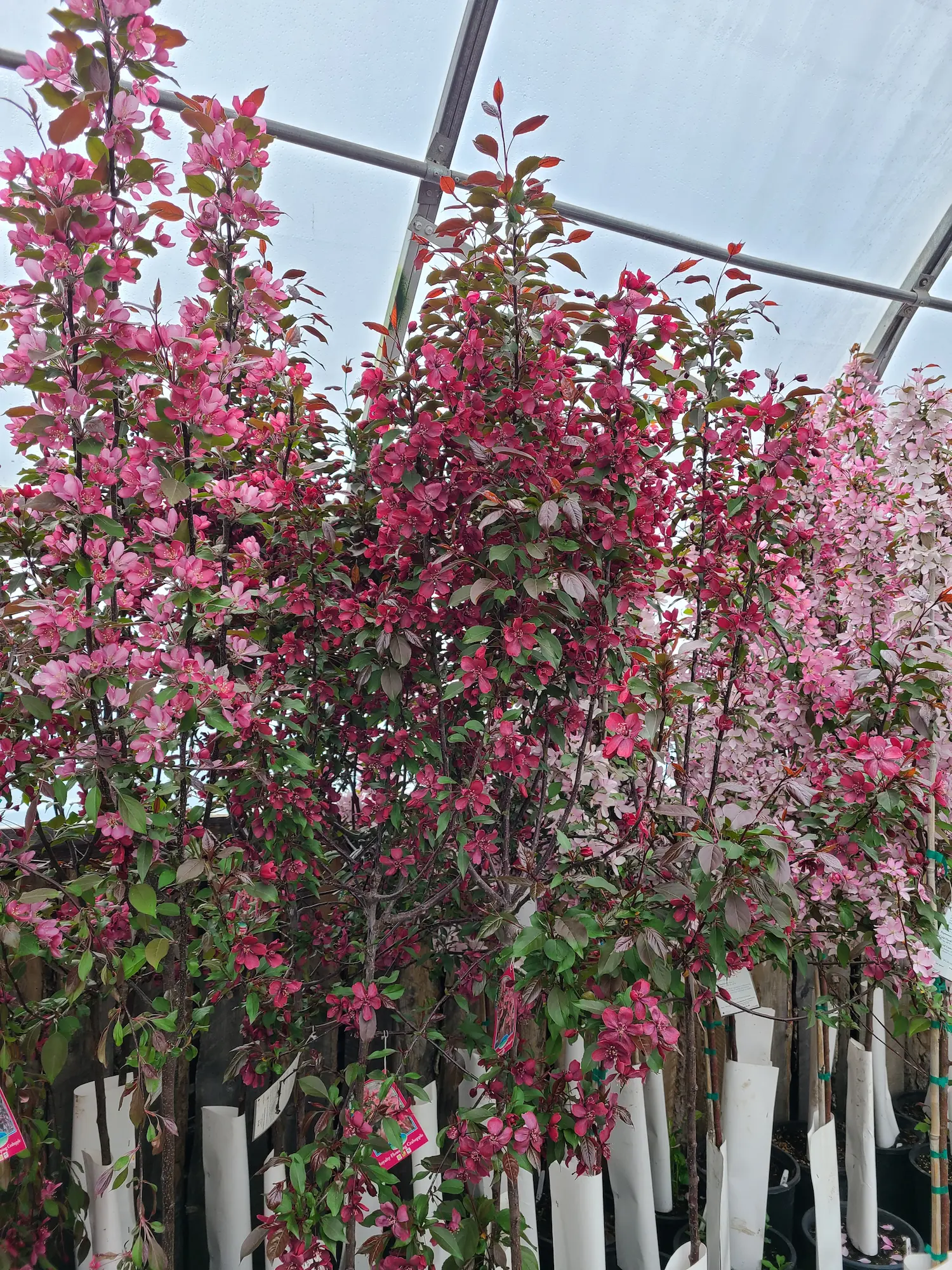 Royalty Flowering Crabapple - Image 2