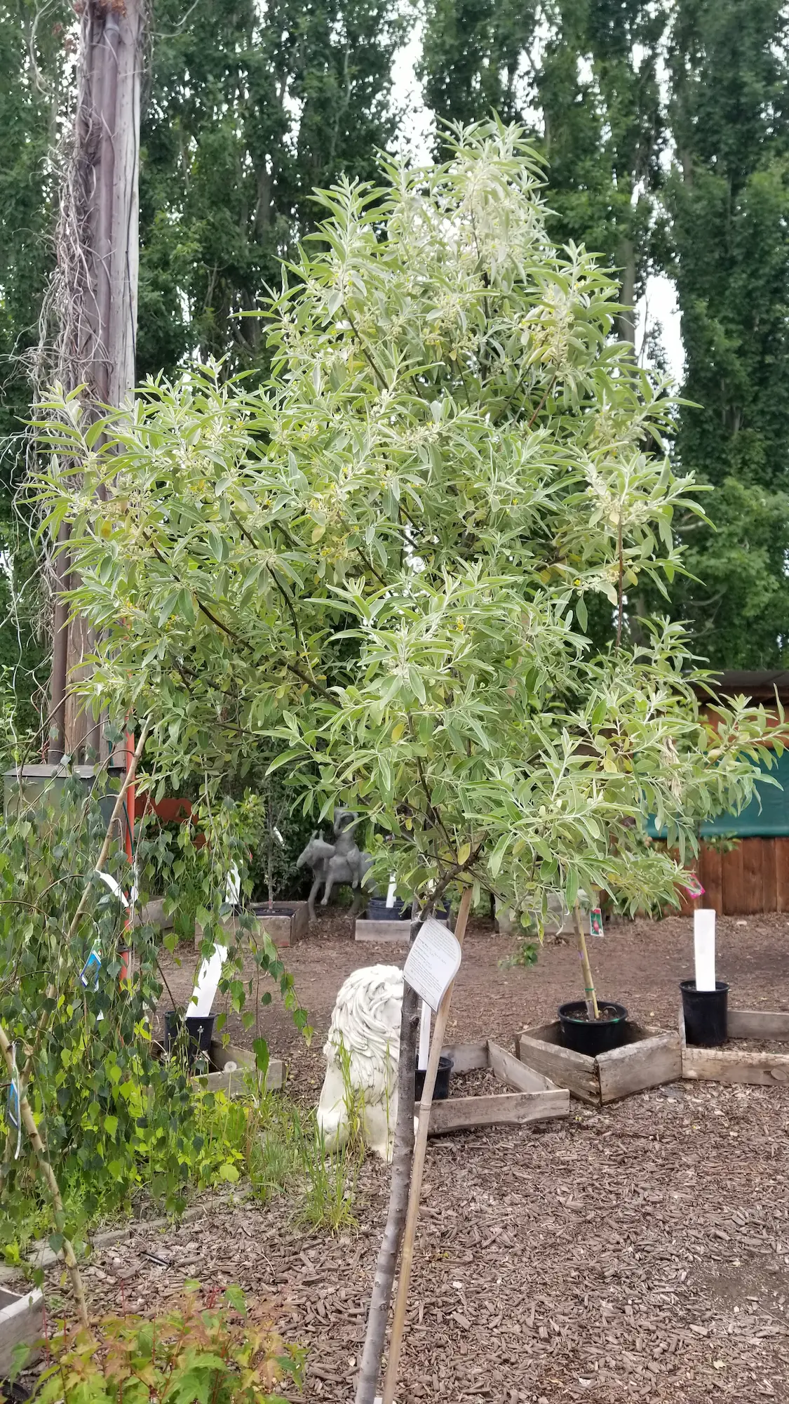 Russian Olive