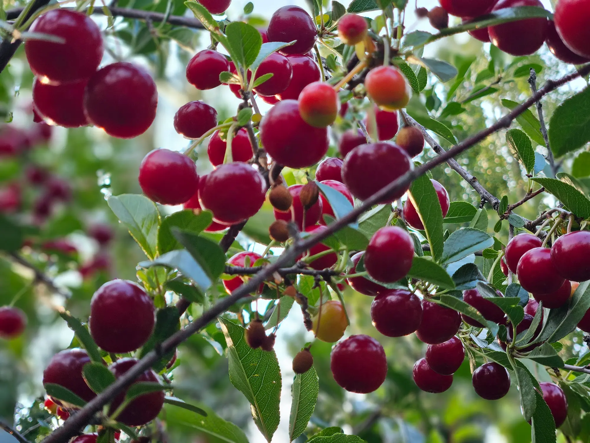 Featured image for “SK Carmine Jewel Cherry”