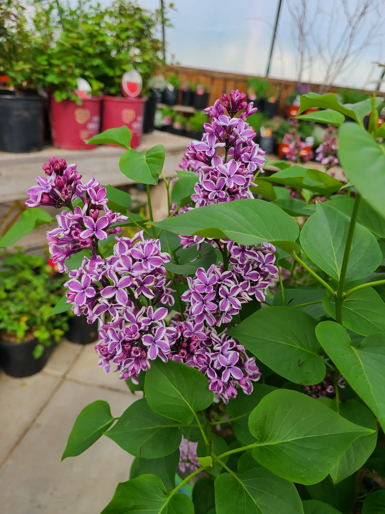 Sensation French Lilac - Image 2