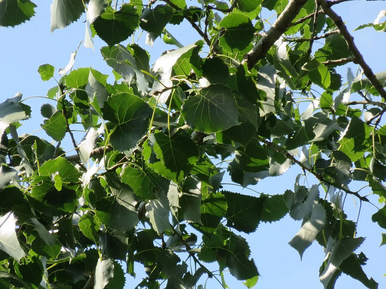 Featured image for “Skyfest Cottonwood Poplar”