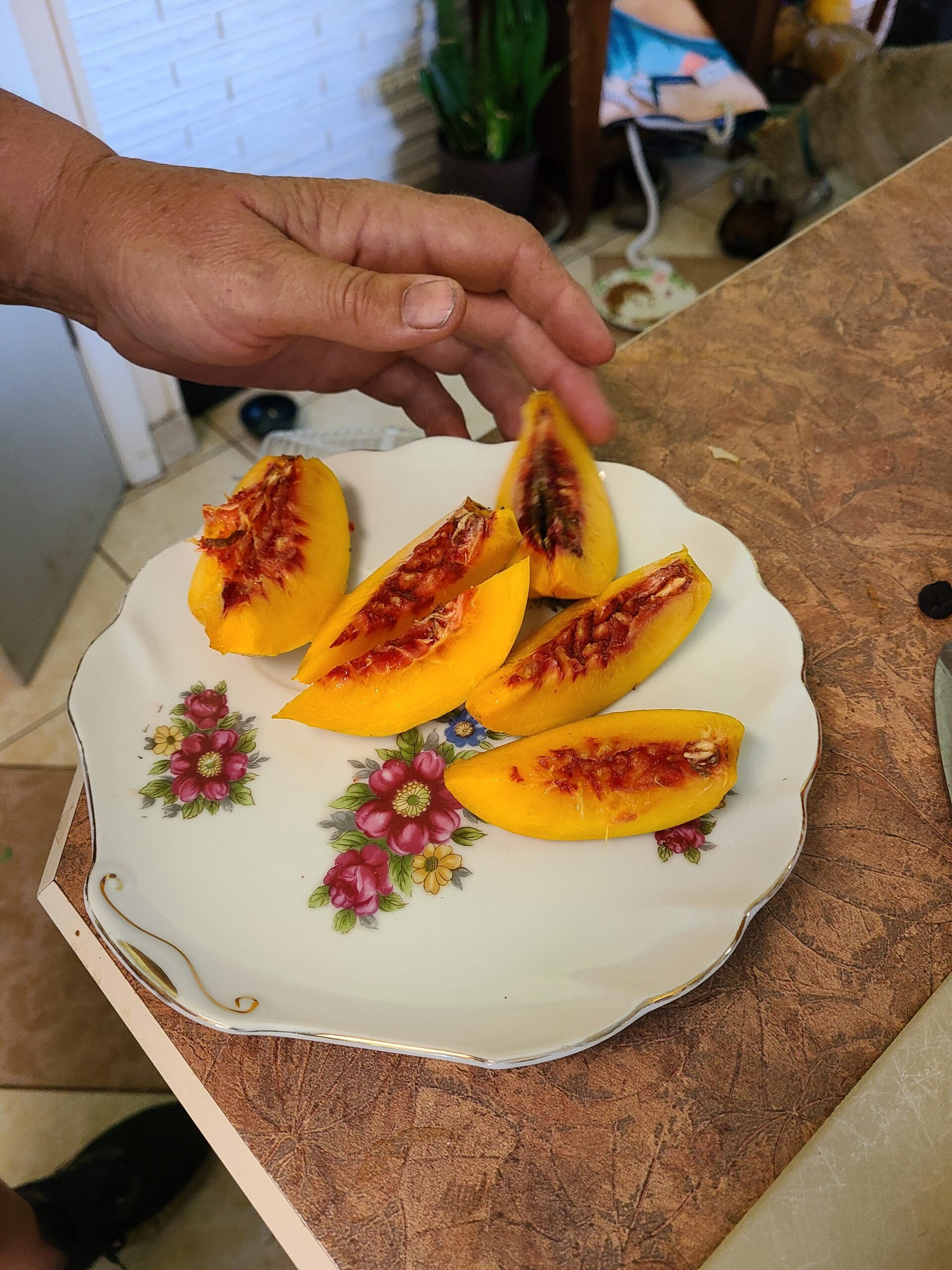 Golden Prolific Dwarf Nectarine - Image 3