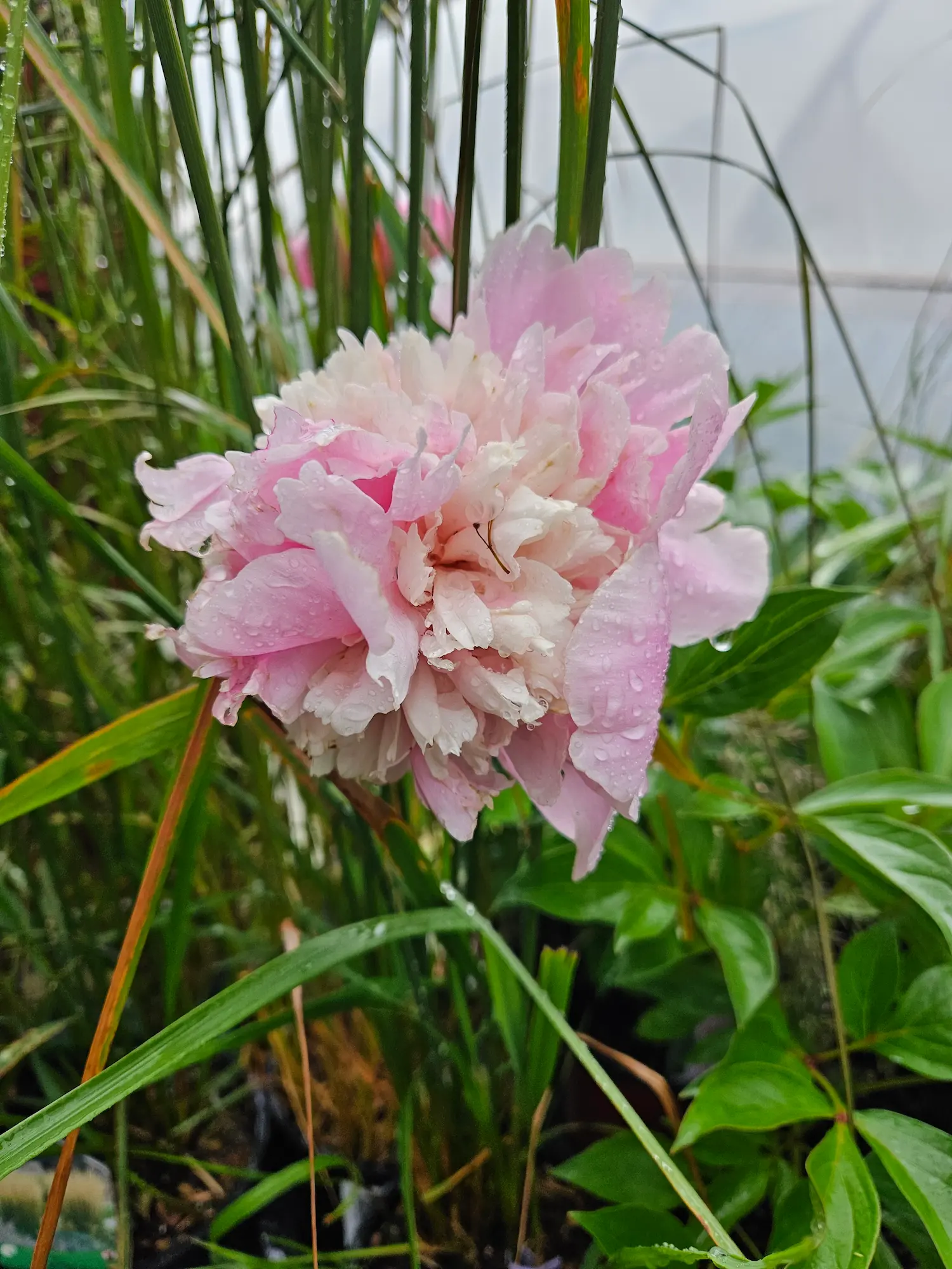Sorbet Peony