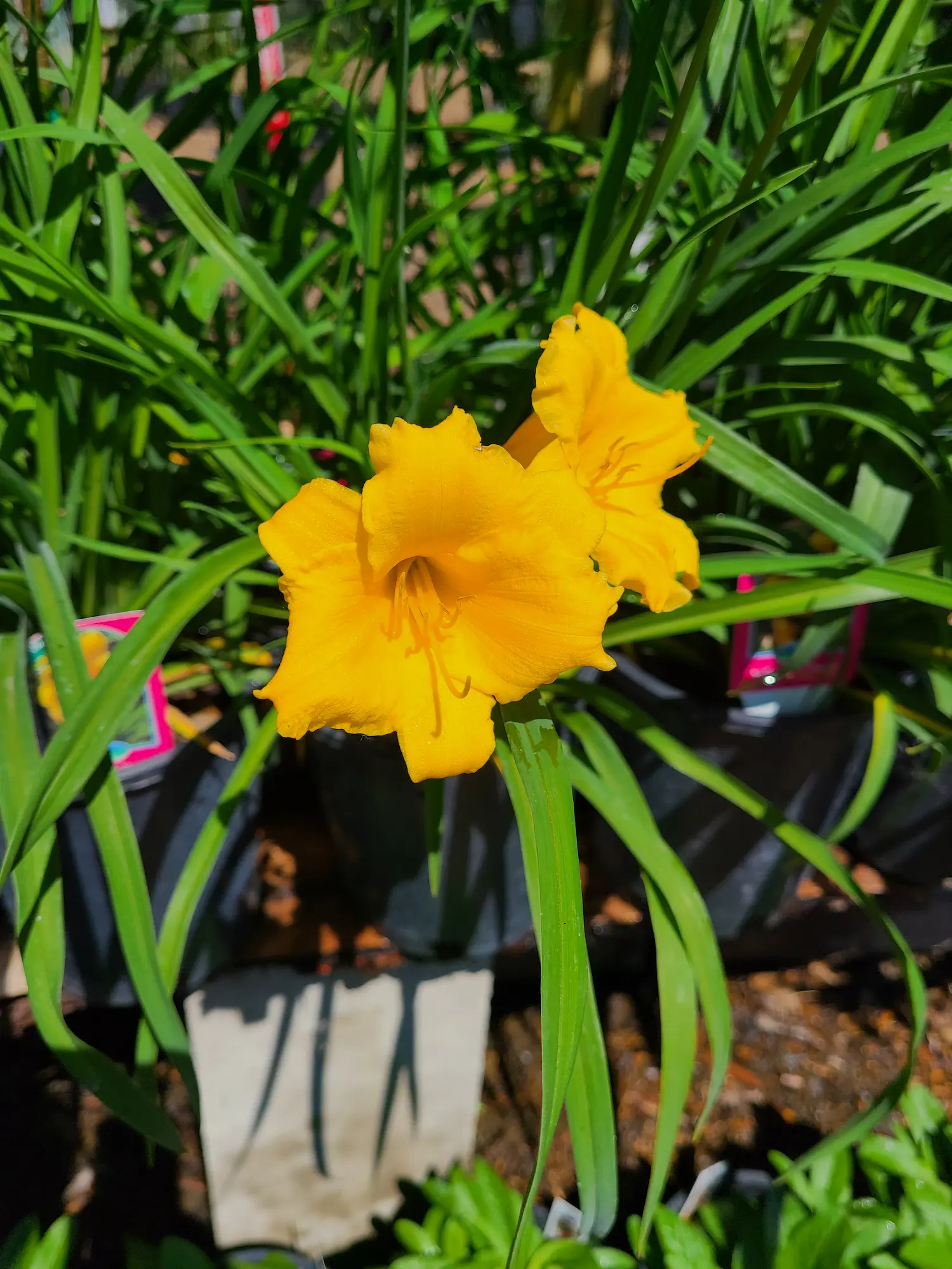 Stella de Oro Daylily