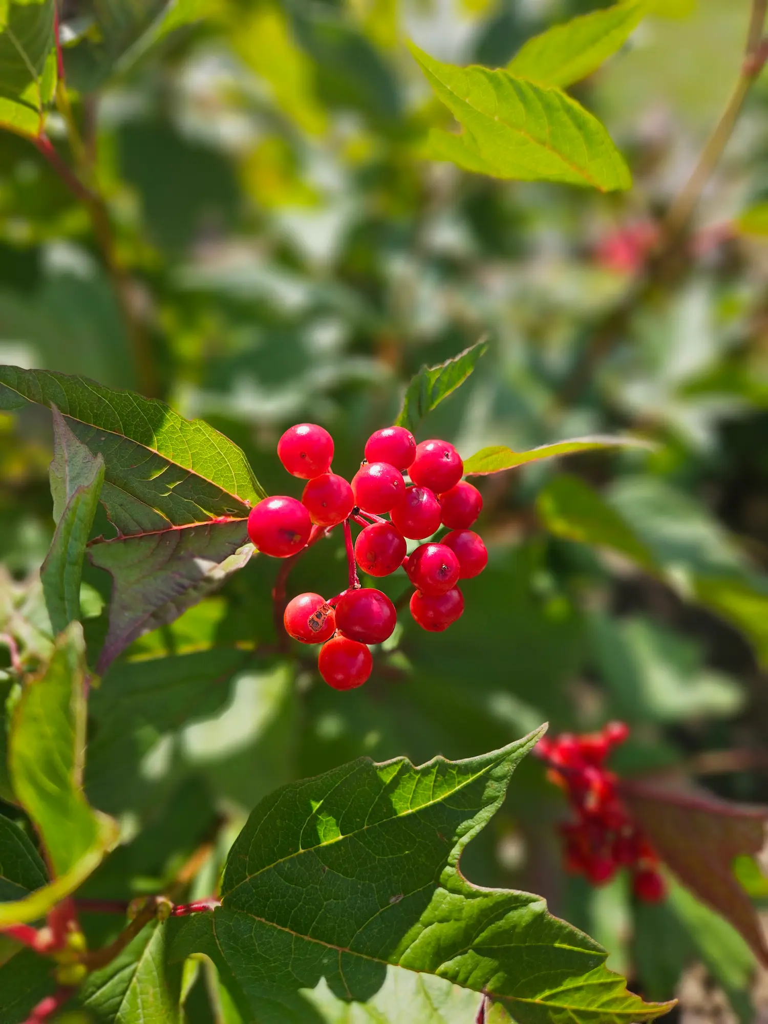 Featured image for “Wentworth American Cranberry”