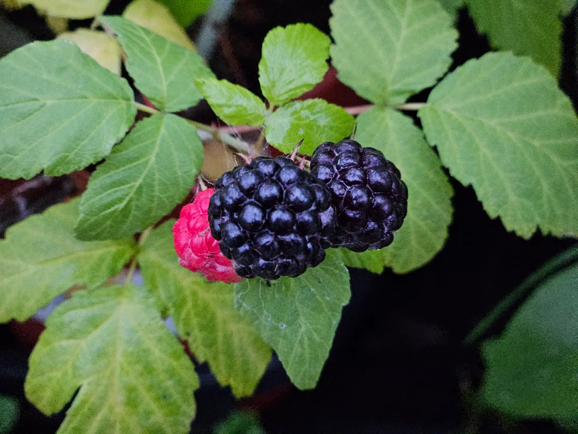 Black Wyoming Raspberry