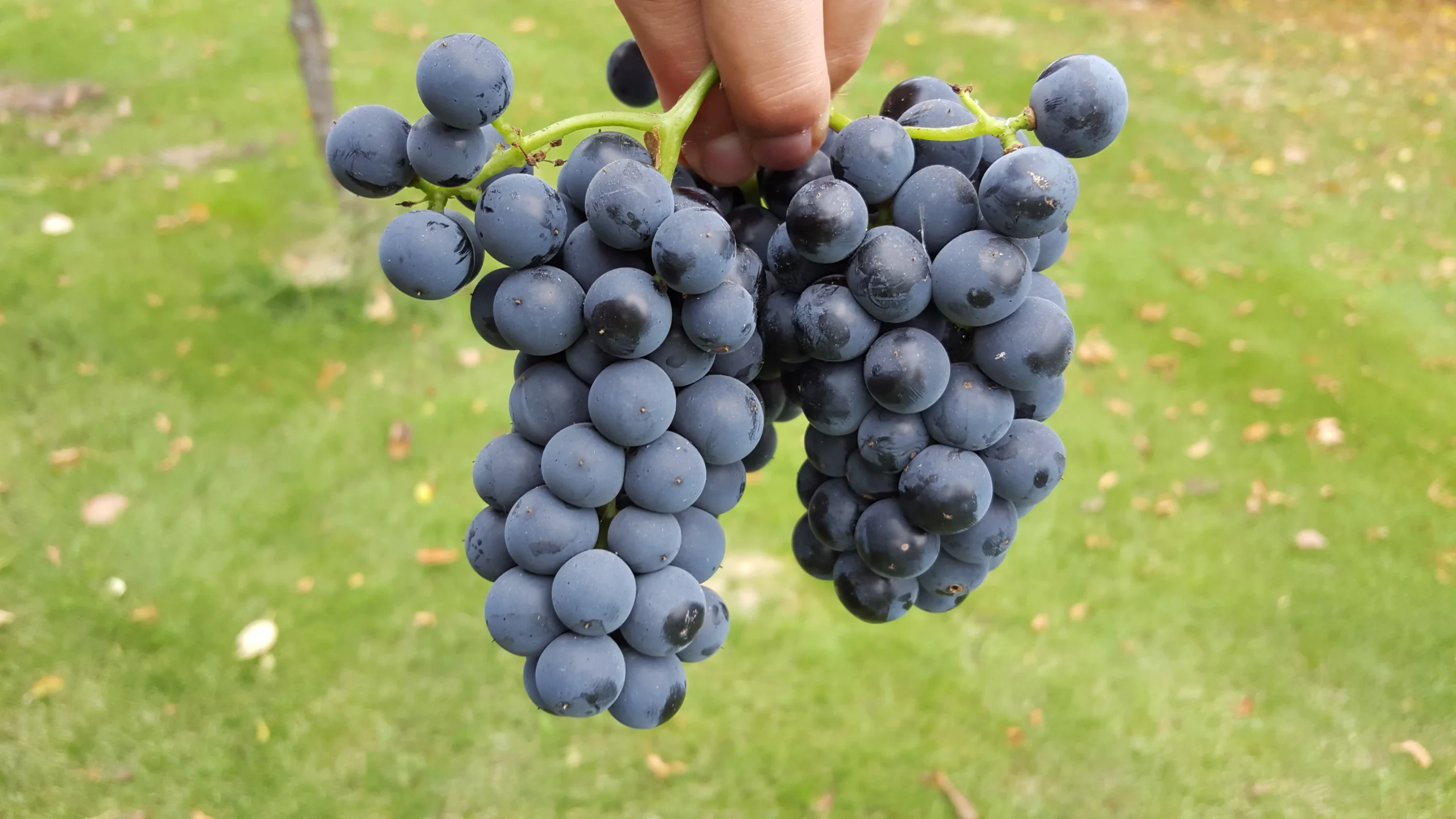 Marquette Grape