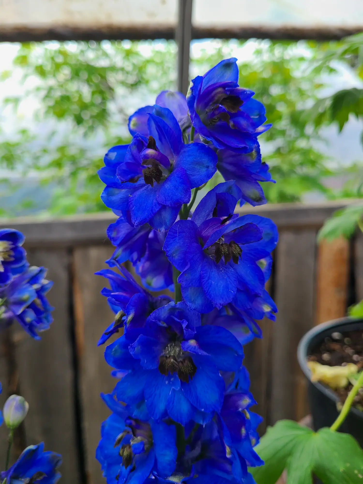 Featured image for “Blue Buccaneers Delphinium”
