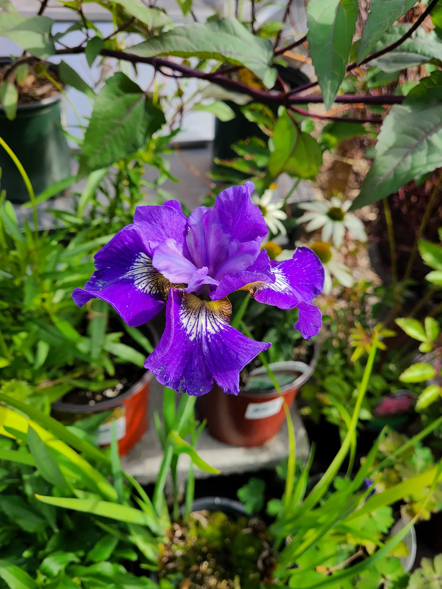 Blue Flag Iris - Image 2