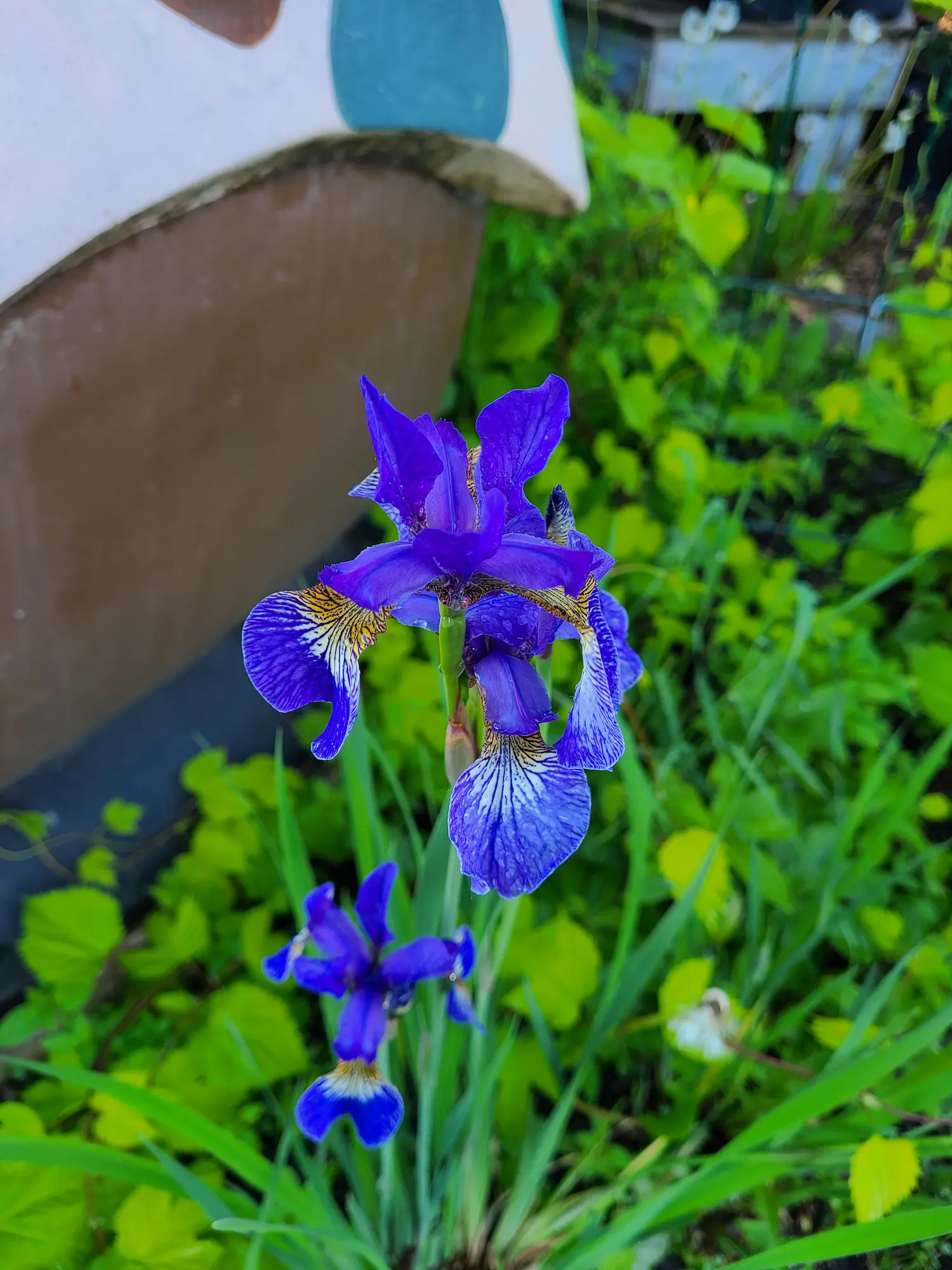 Blue Flag Iris