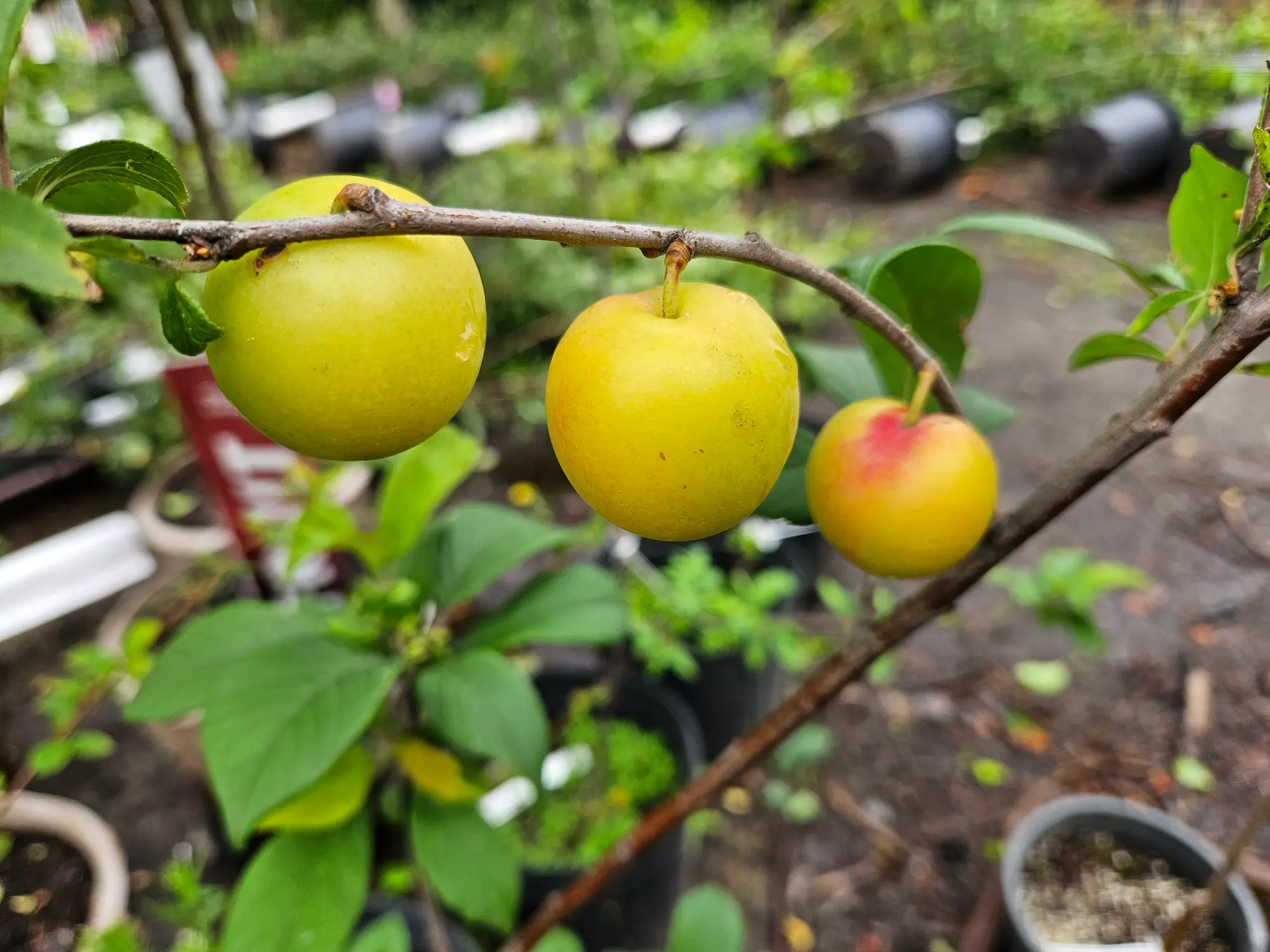 Featured image for “Hardygold Plum”
