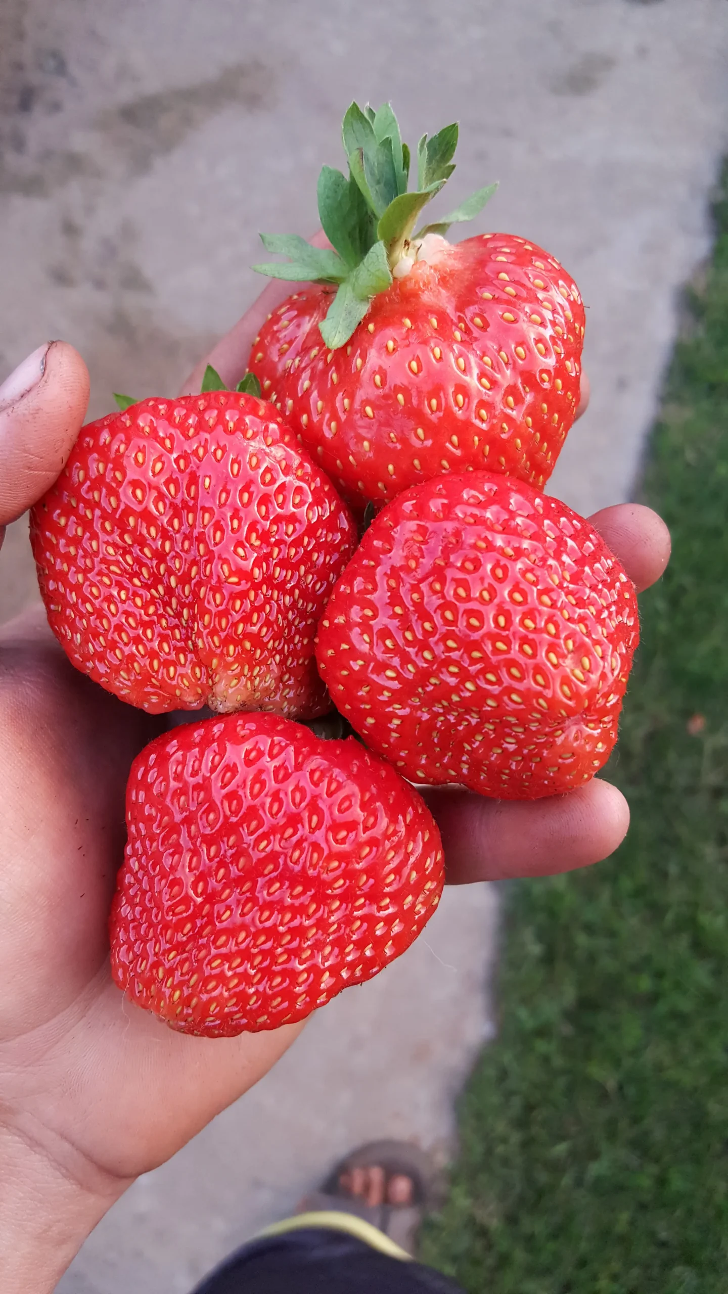 Featured image for “Strawberry Honeoye (July bearing earliest)”