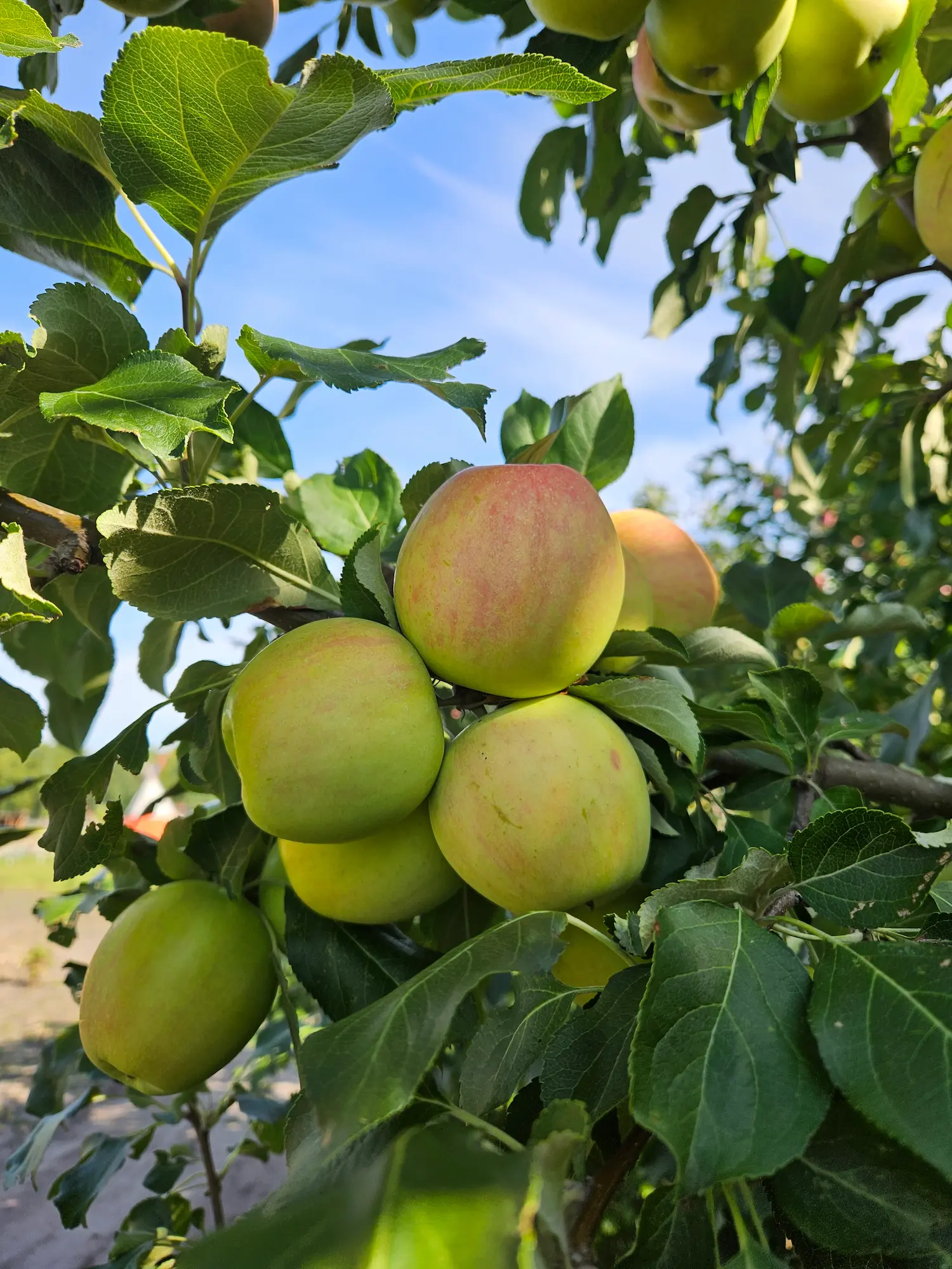Featured image for “Norkent Apple”
