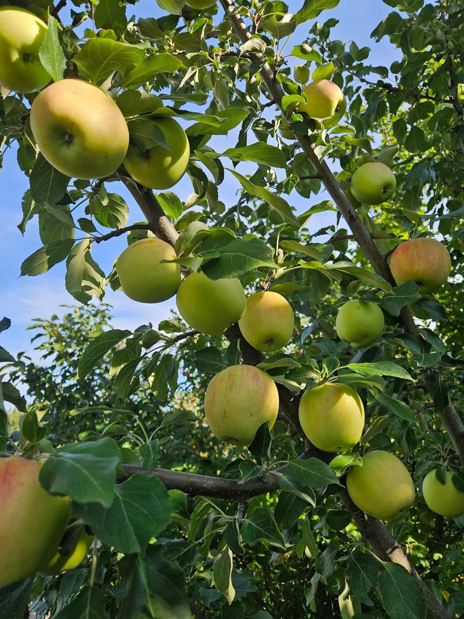 Above-and-Beyond Big Orchard Package - Image 10