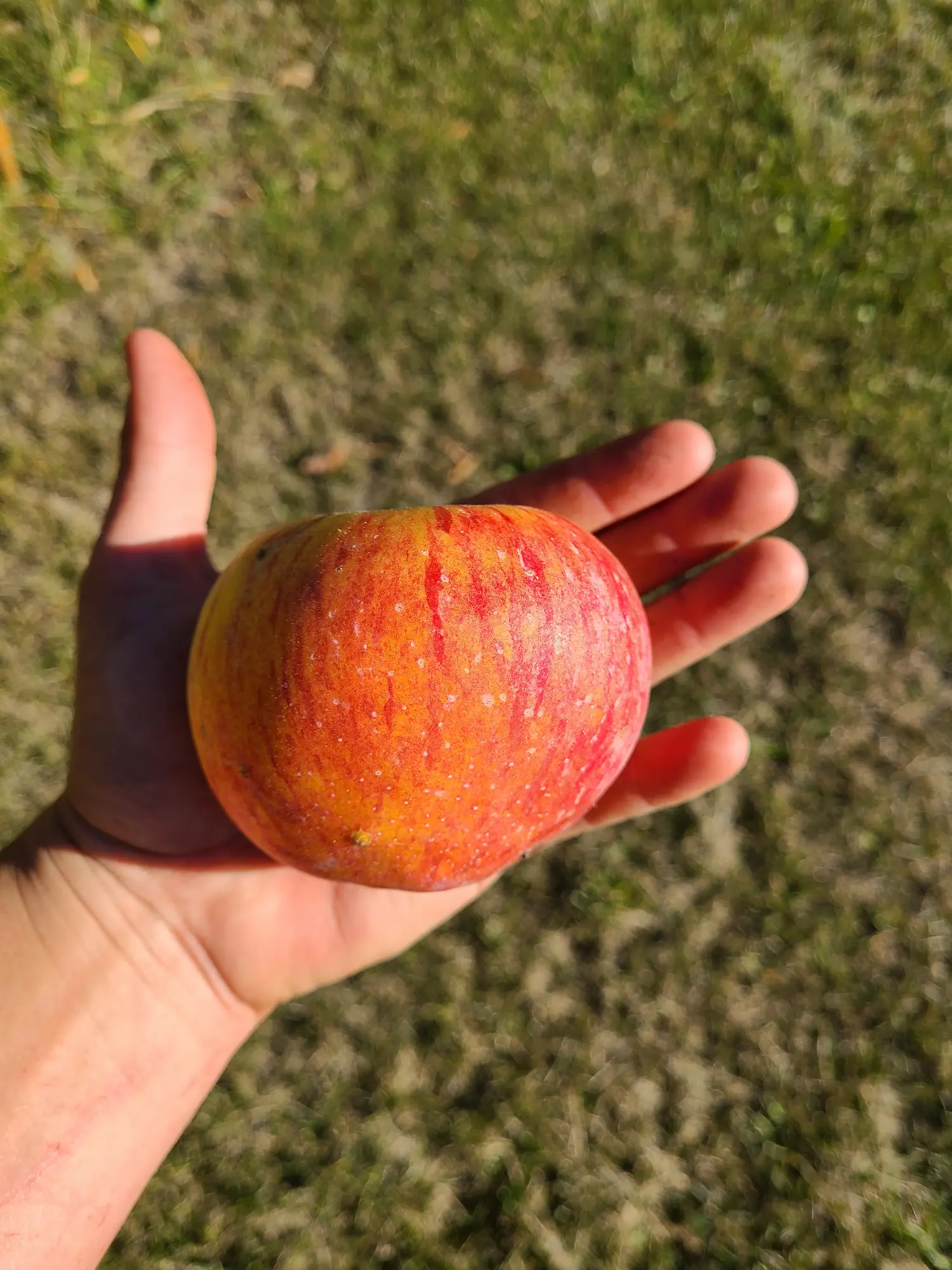 Prairie Magic® Apple - Image 3