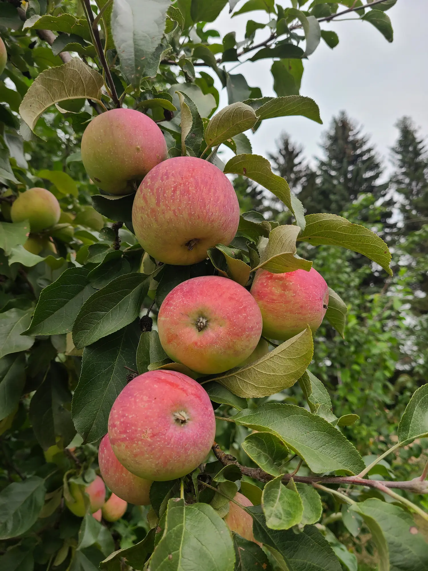 Featured image for “Hardy Fruit Catalogue & Orchard Packages”