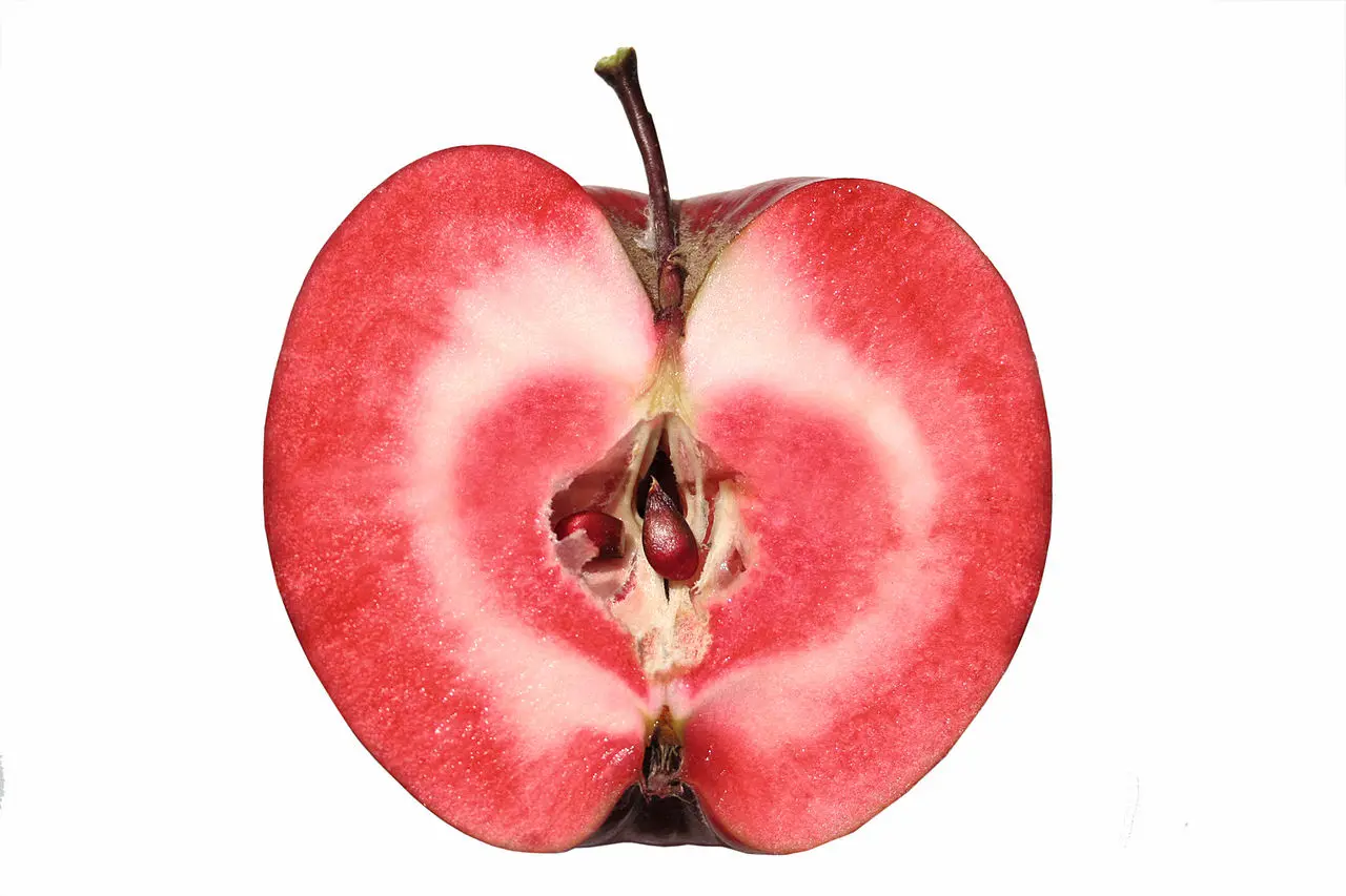 Featured image for “Redfield Apple”
