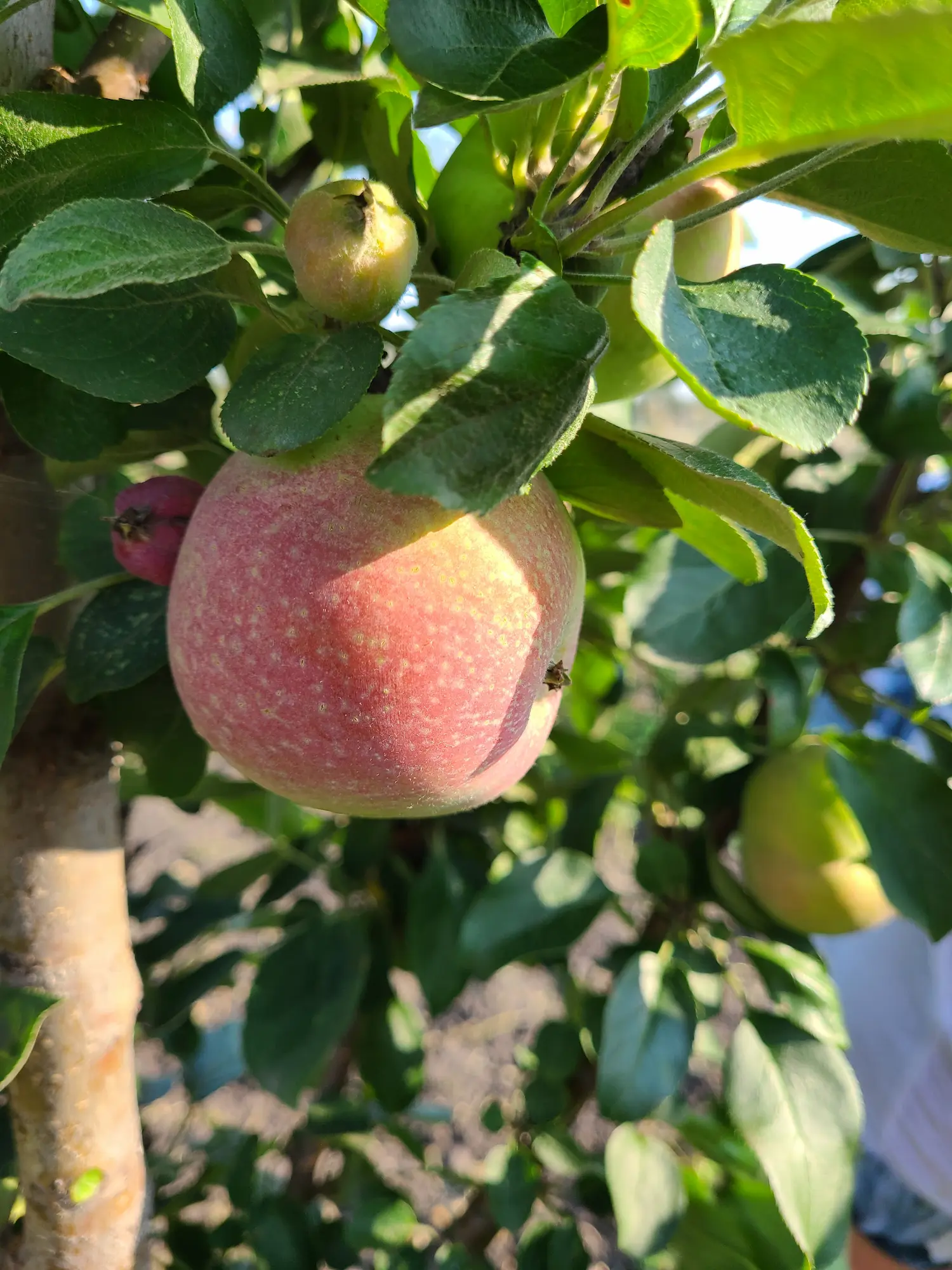 TreasuRed Columnar Apple - Image 3