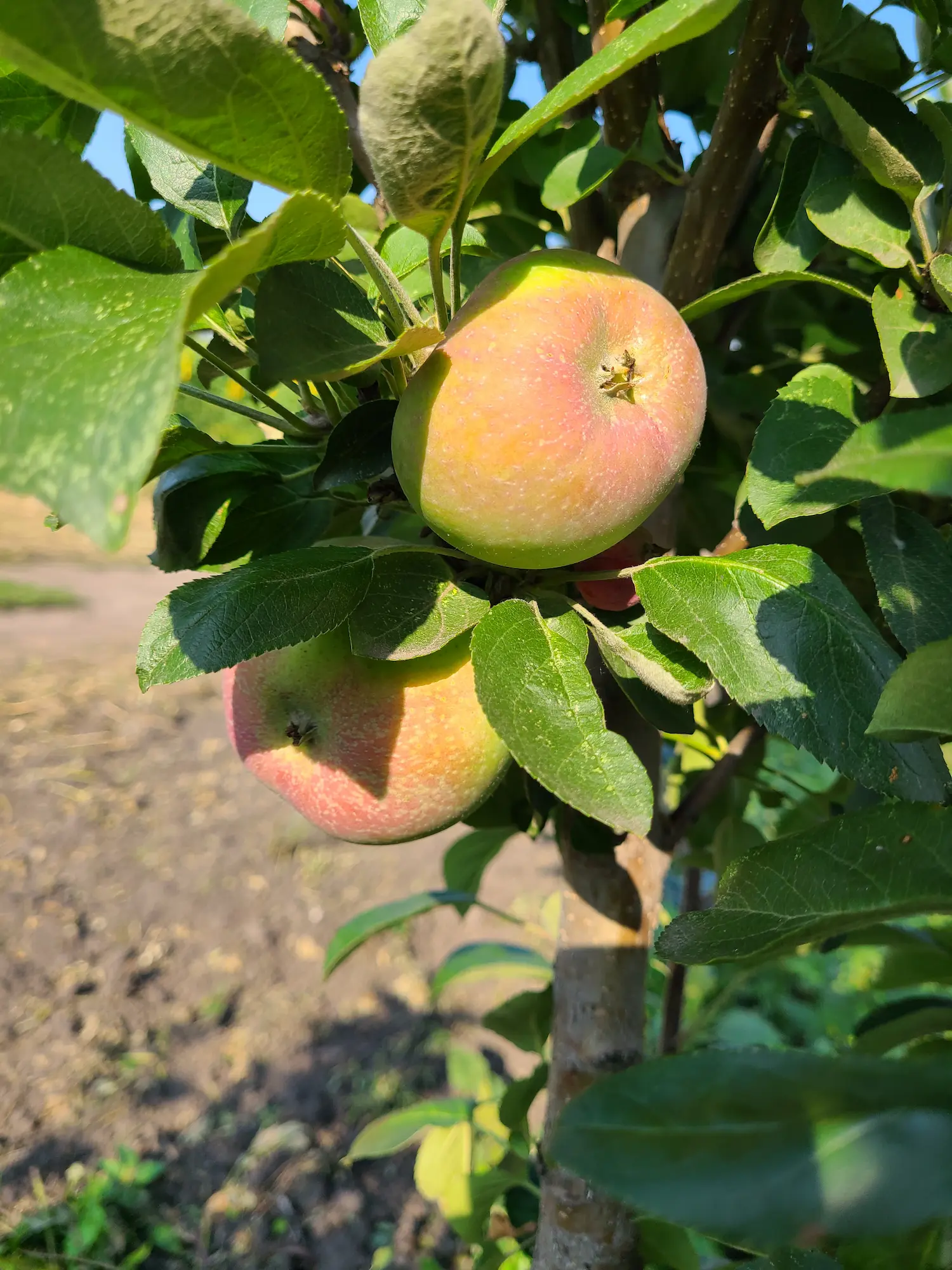 TreasuRed Columnar Apple - Image 2