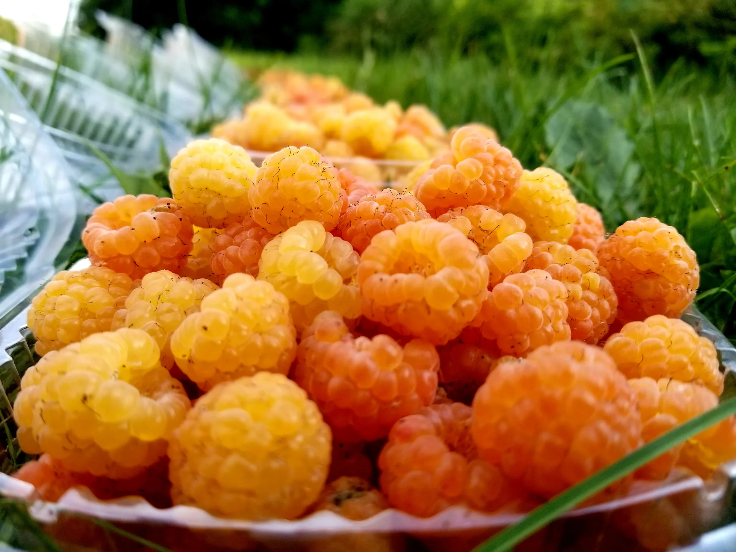 Fall Gold Raspberry