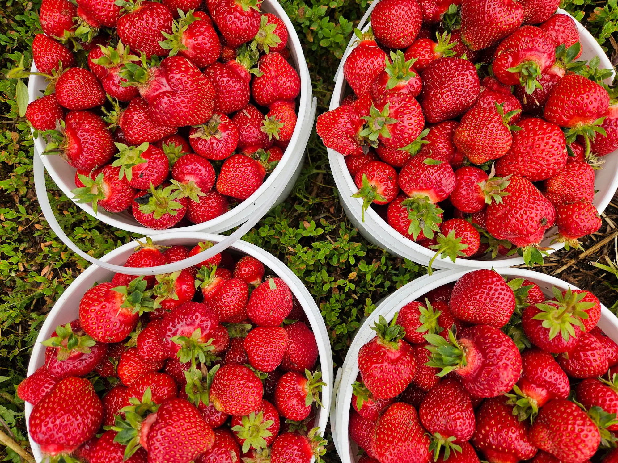 Fresh Picked Strawberries - Image 2