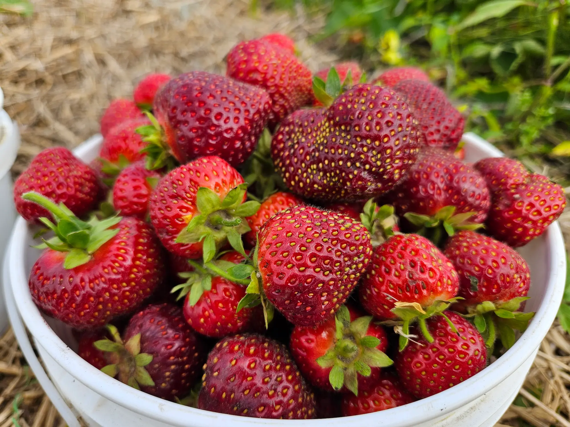 Fresh Picked Strawberries - Image 3