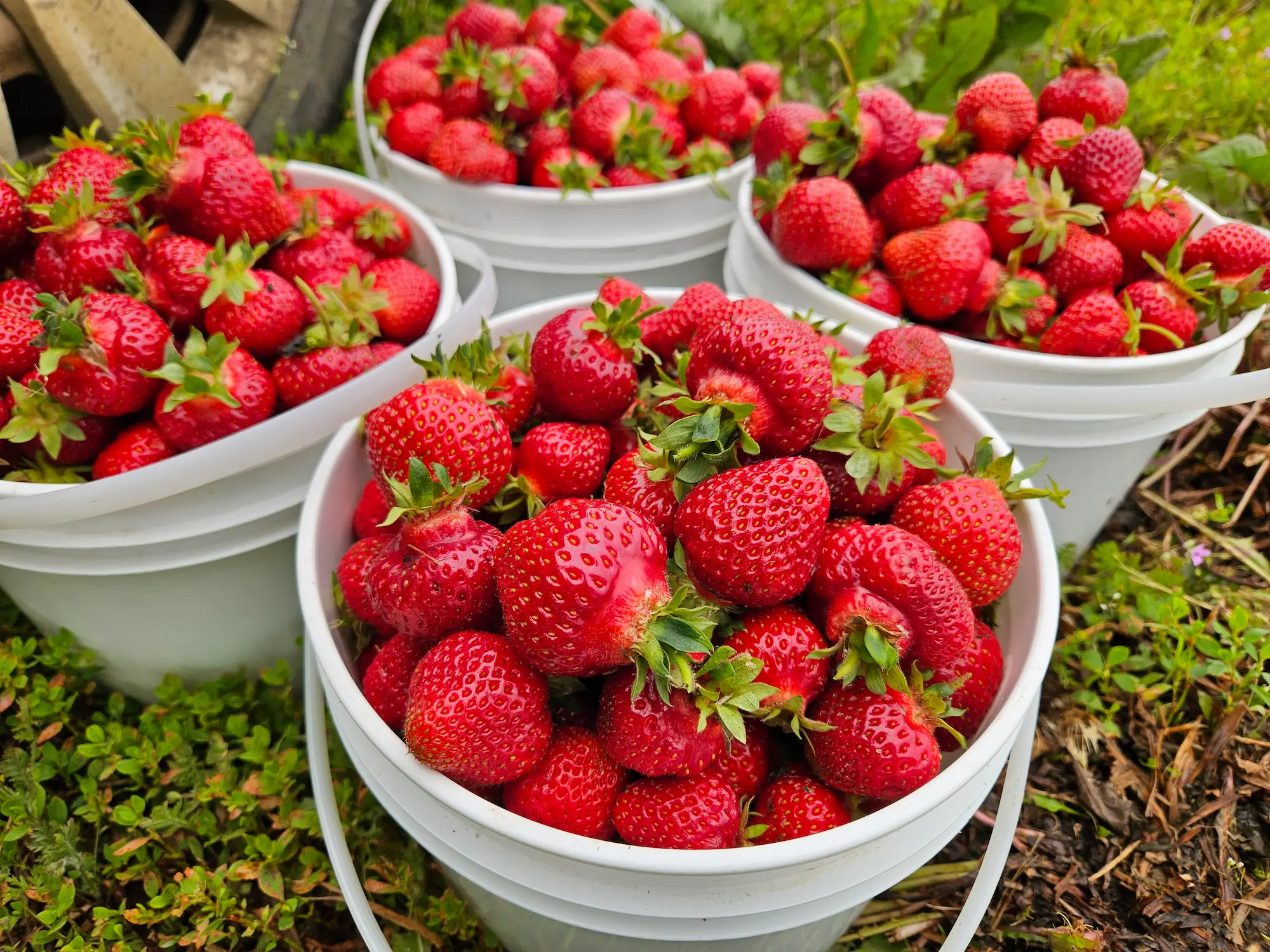 Featured image for “Fresh Picked Strawberries”