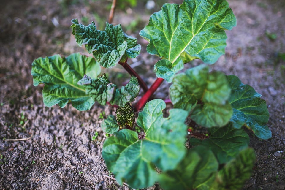 Holsteiner Blut Rhubarb