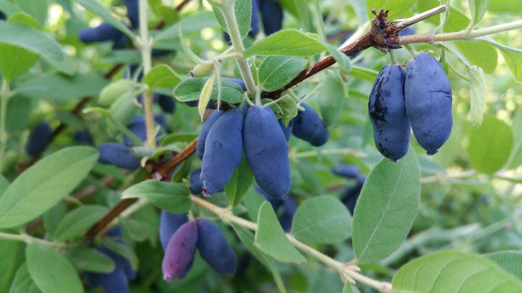 Featured image for “Harvest of Honeyberries Orchard Package”