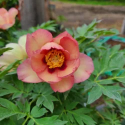 Ornamental Perennials