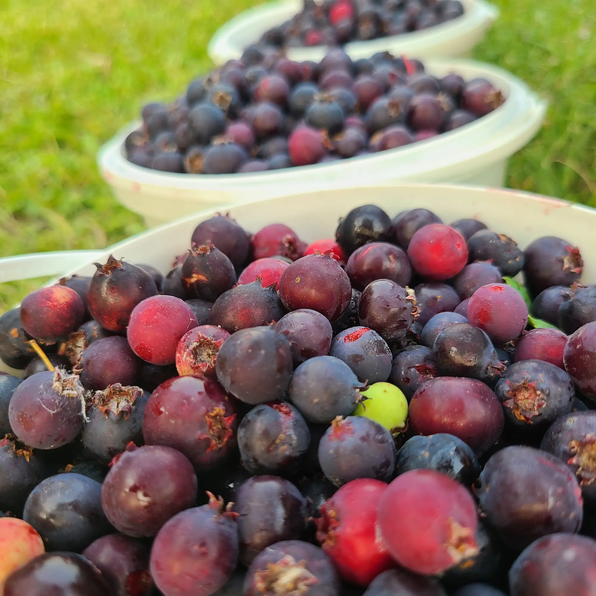 Featured image for “Great Northern Orchard Package”