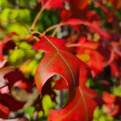 Ornamental Trees