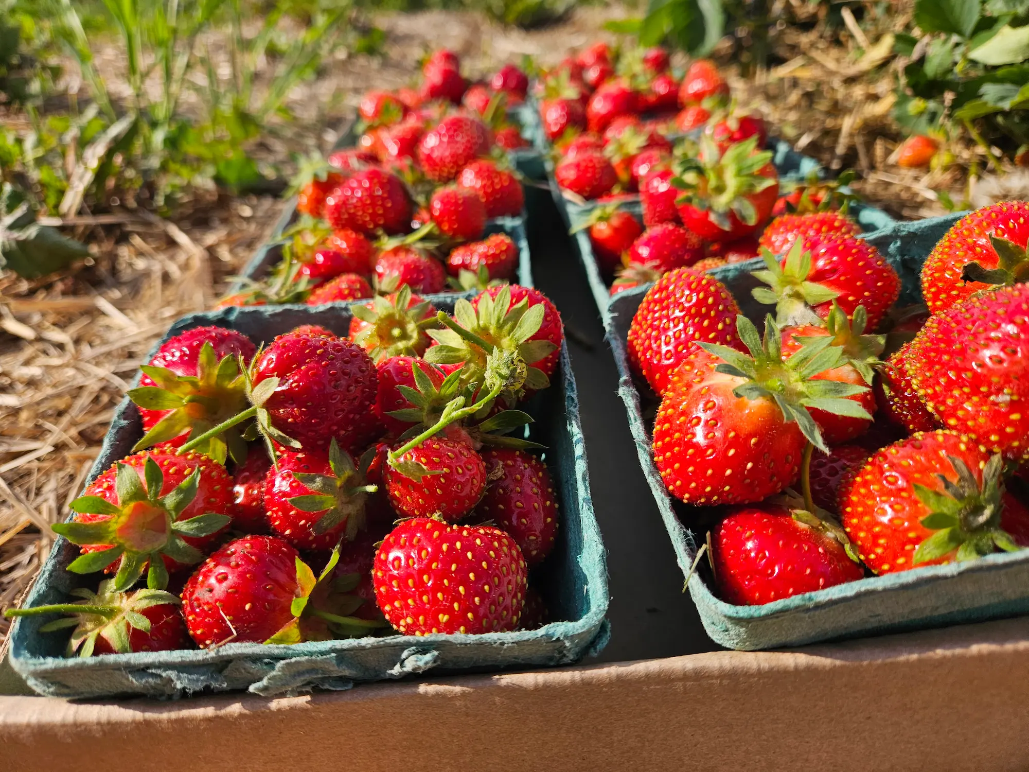 Featured image for “Berry Bundle”