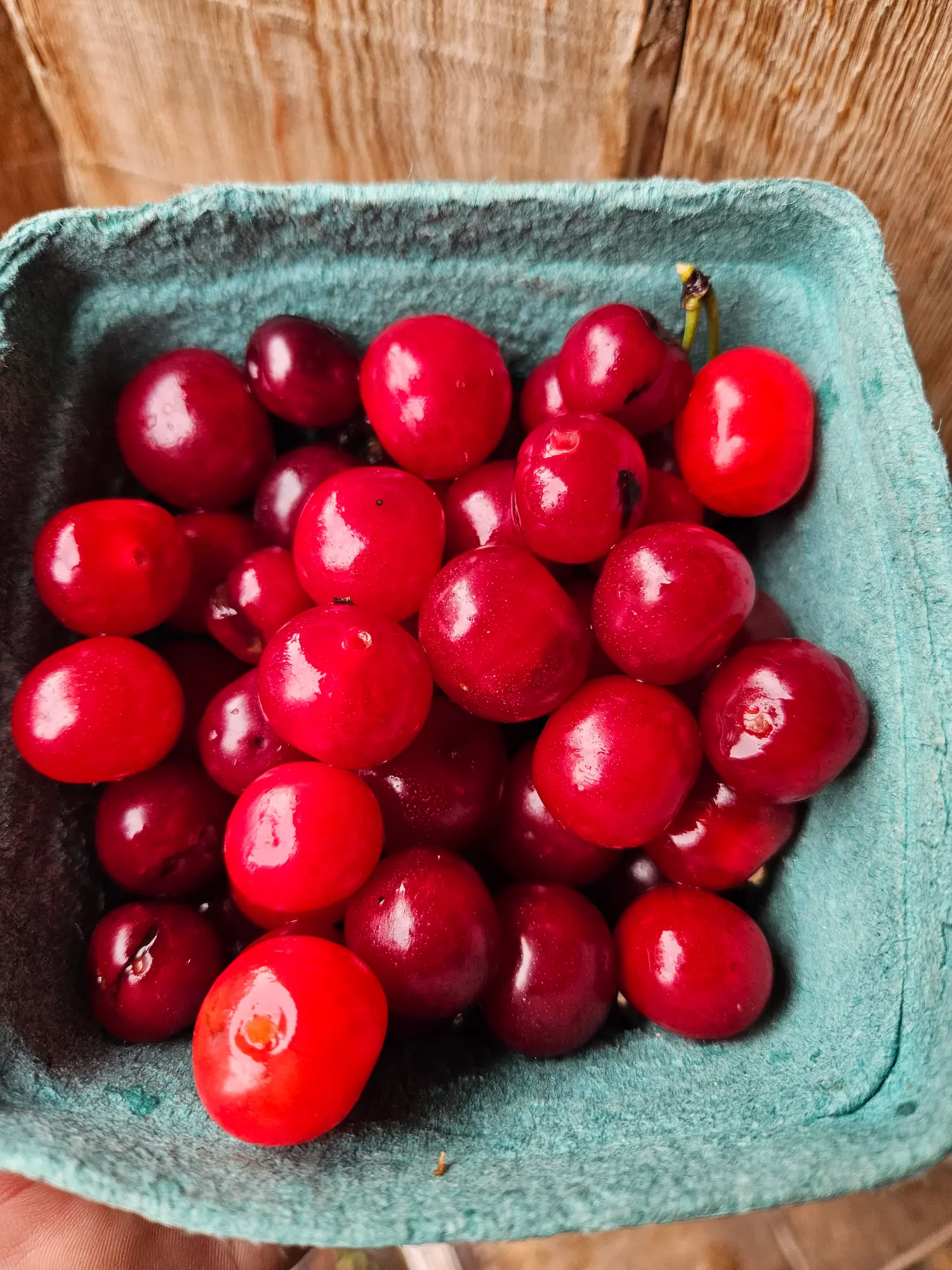 Featured image for “Cherries for the Prairies Orchard Package”