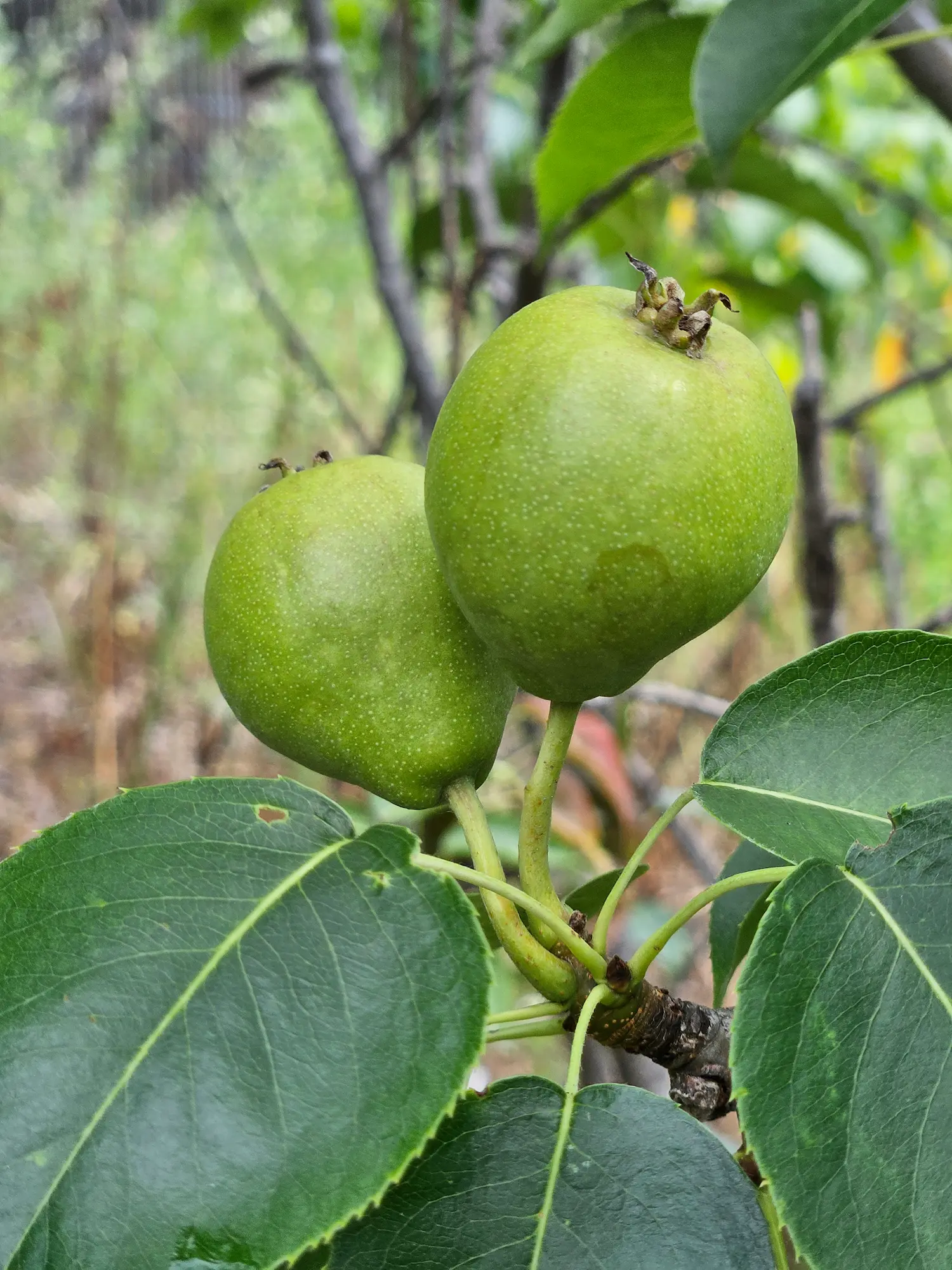 Southworth Pear